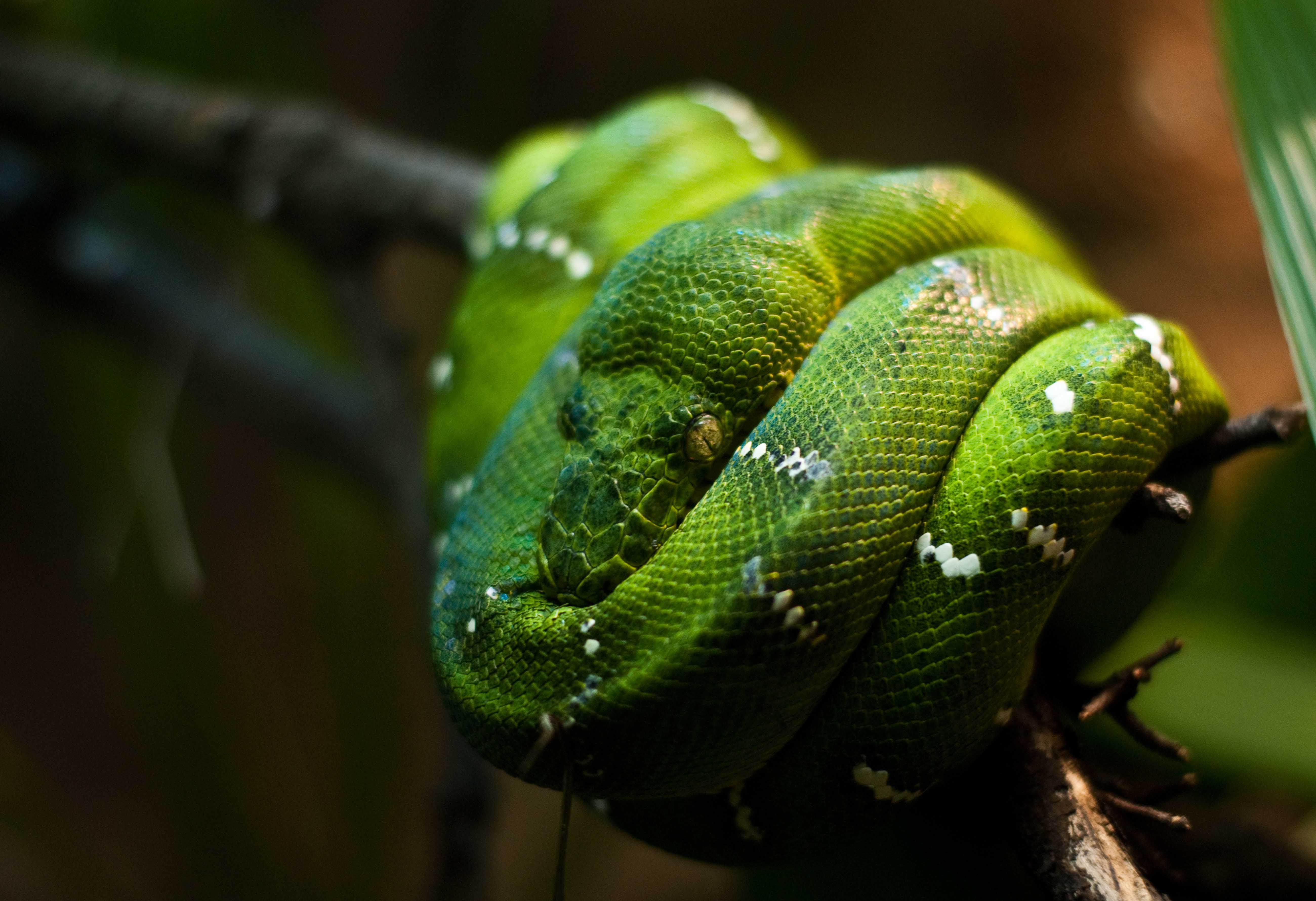 emerald tree boa, animal, snake