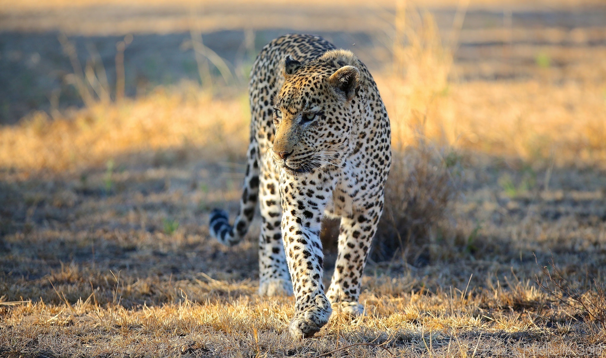 Хищники примеры 3. Леопард в саванне. Леопард в Африке. Хищники Африки. Хищники звери.