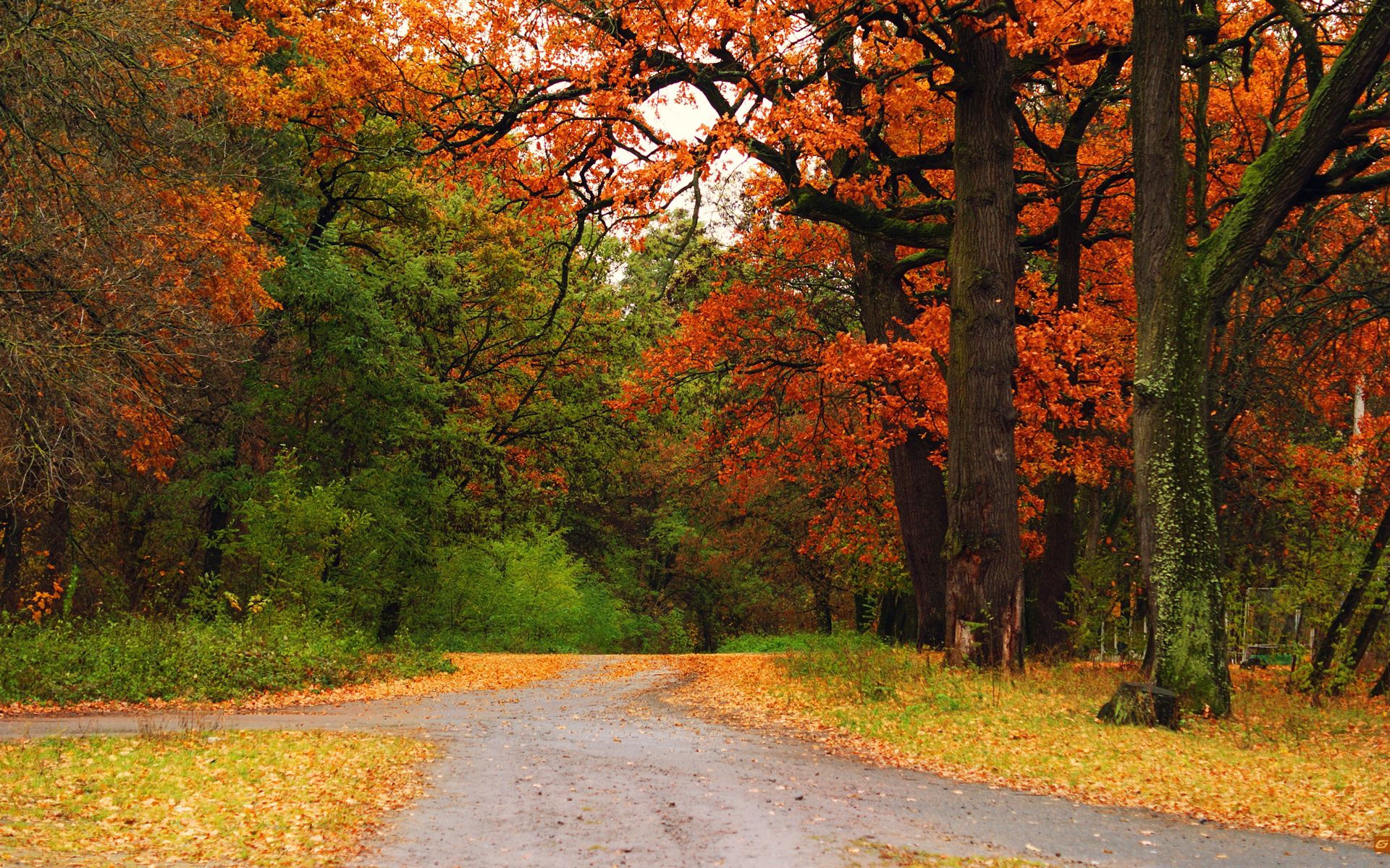 65339 завантажити картинку осінь, природа, дерева, дорога, ліс, стежка, шлях, перехрестя, роздоріжжі, перехресті - шпалери і заставки безкоштовно