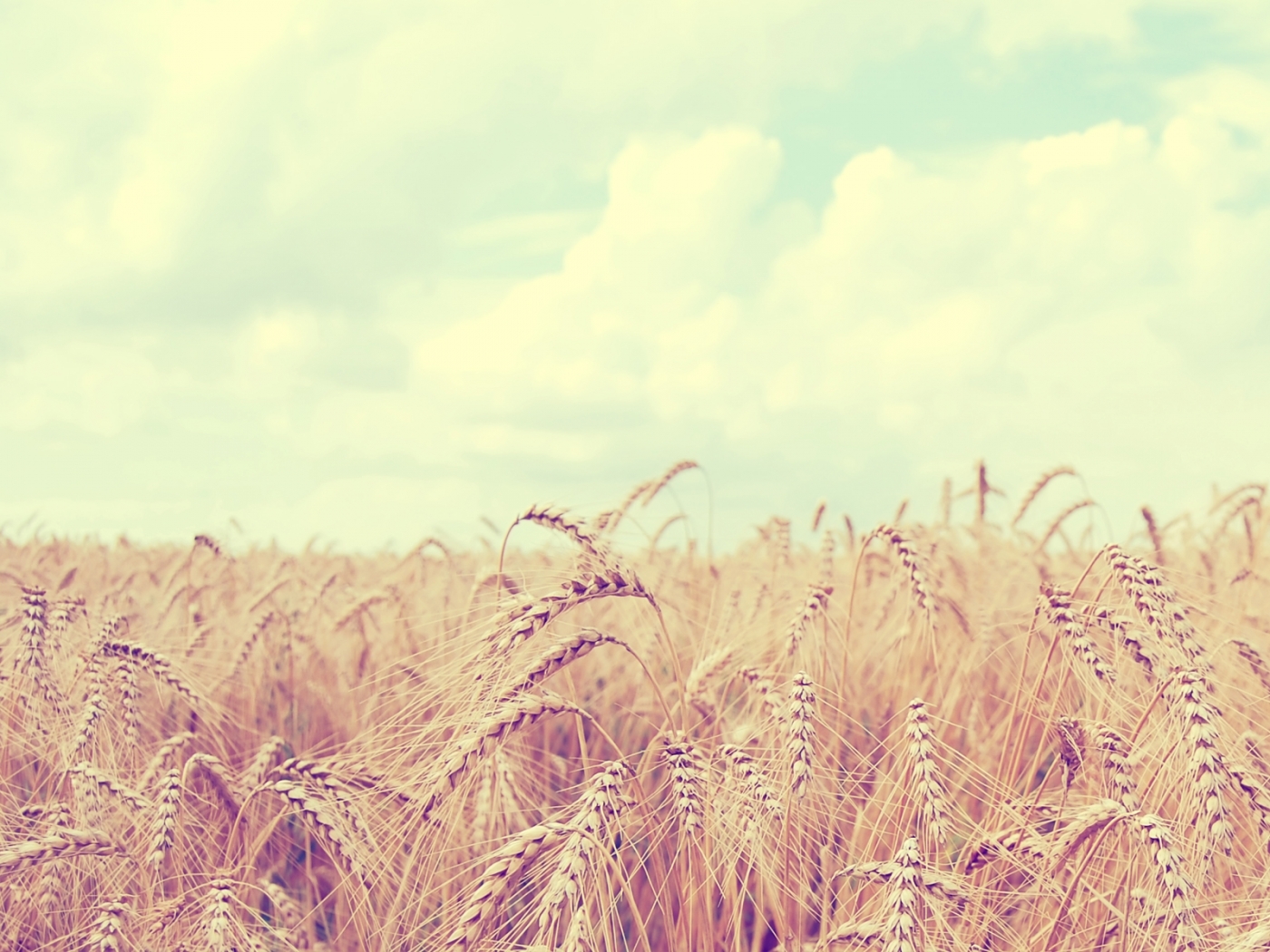 wheat, landscape, nature, fields Full HD
