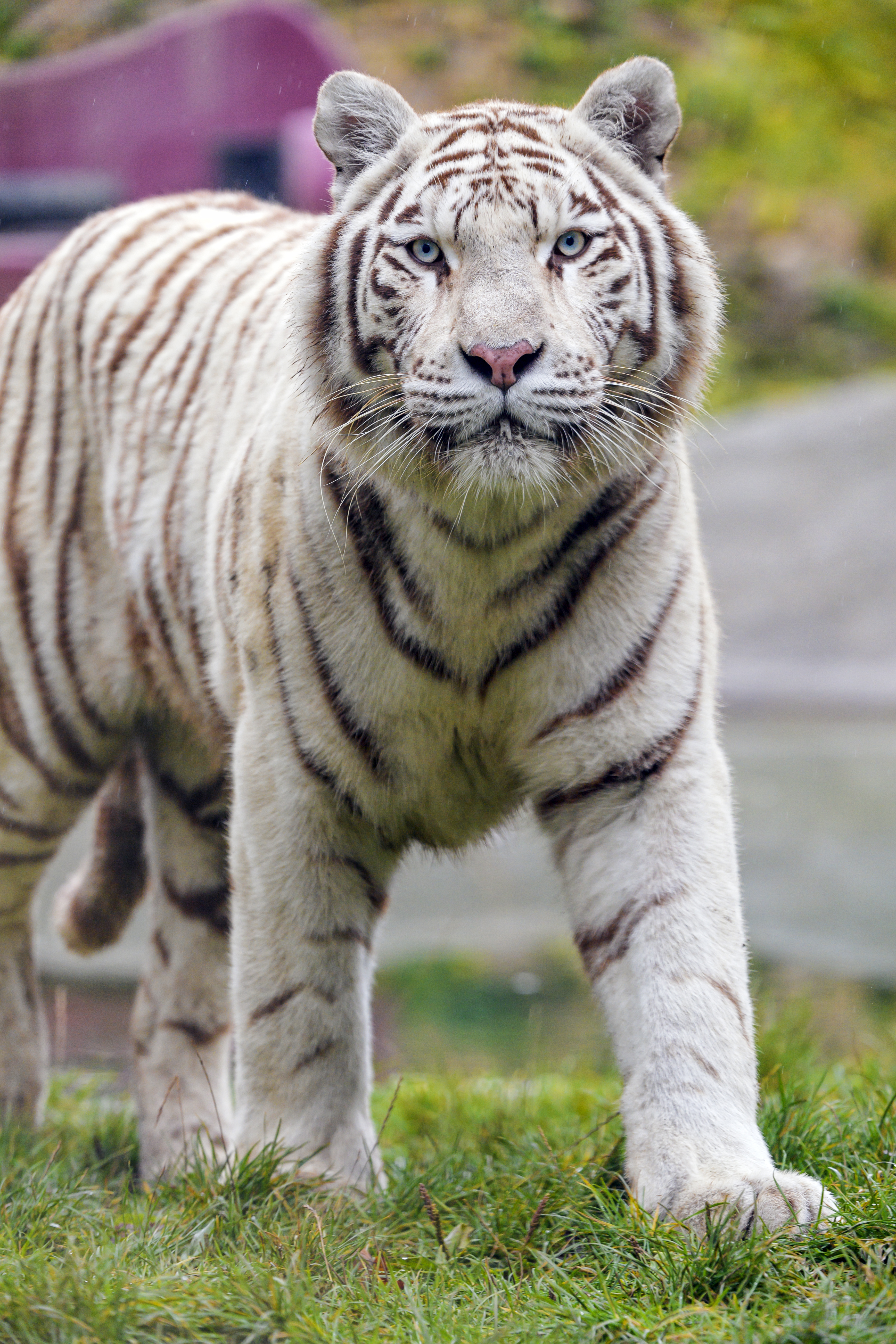 Скачать картинку Белый Тигр, Дикая Природа, Животные, Тигр, Большая Кошка, Хищник в телефон бесплатно.