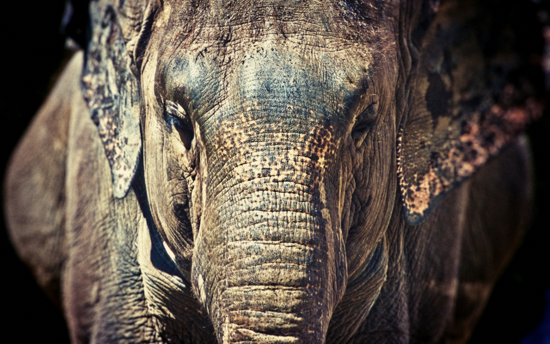 elephants, animal, asian elephant HD wallpaper