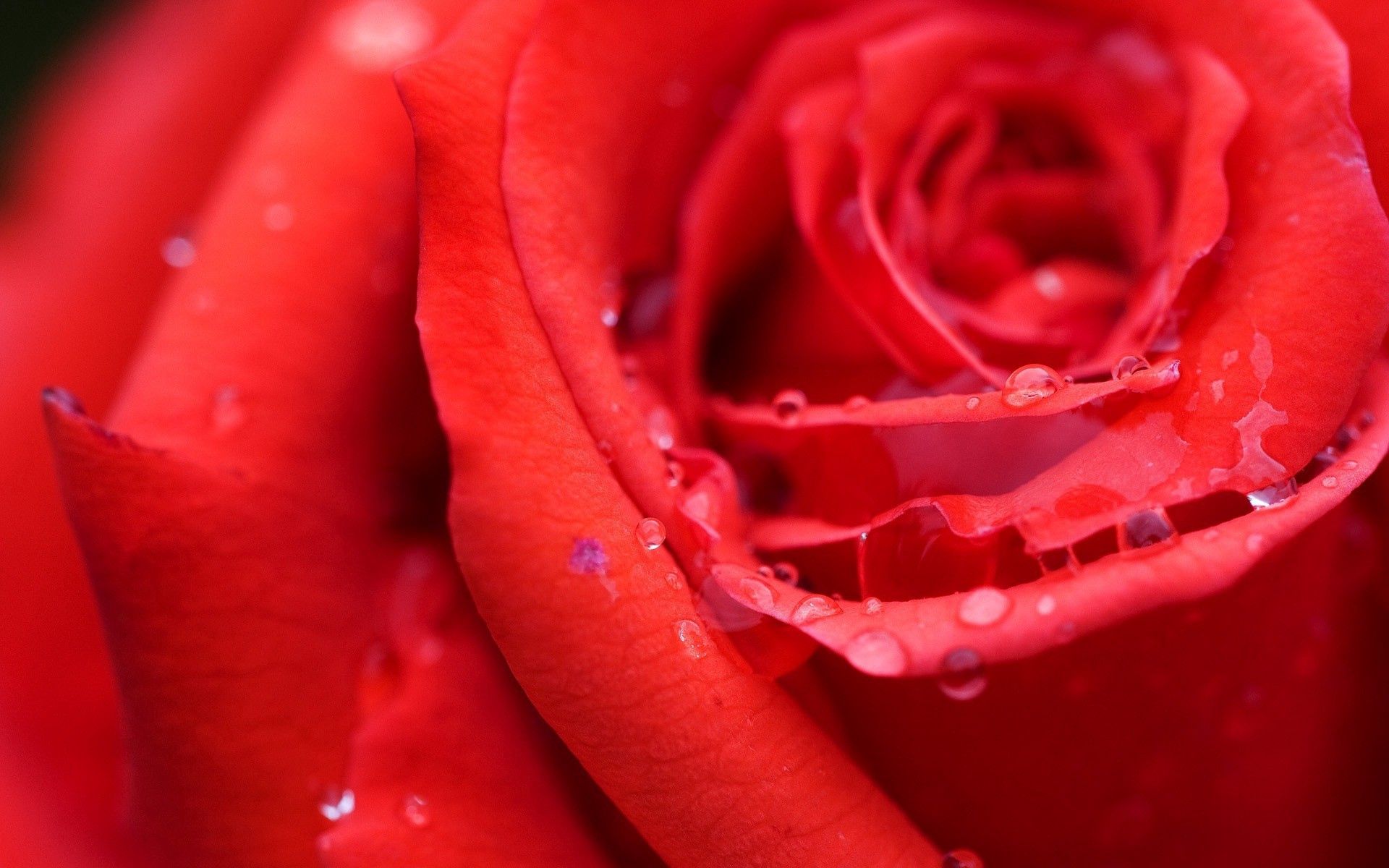 drops, red, macro, rose flower, rose, bud, moisture, dew