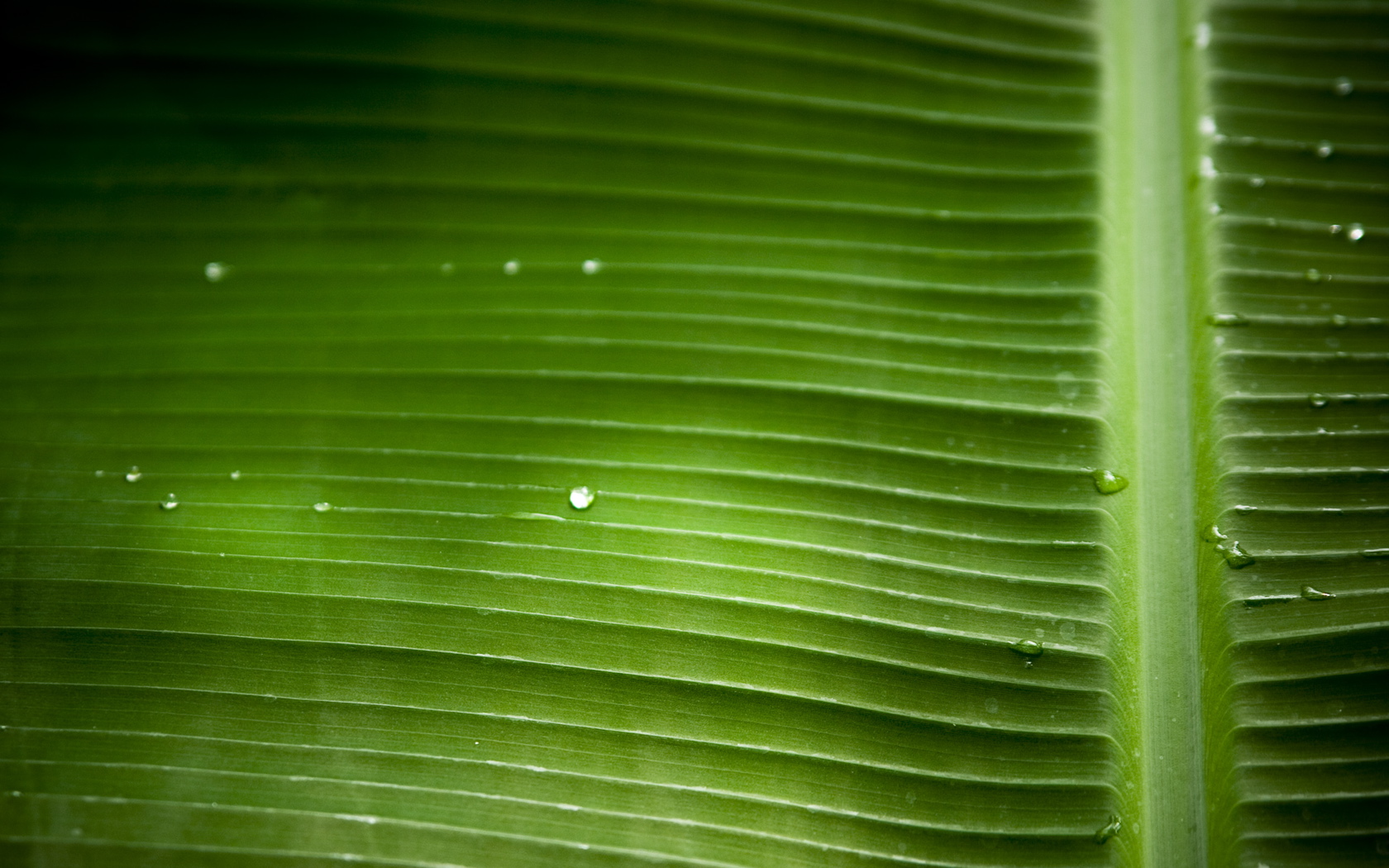 plant, close up, earth, banana, leaf