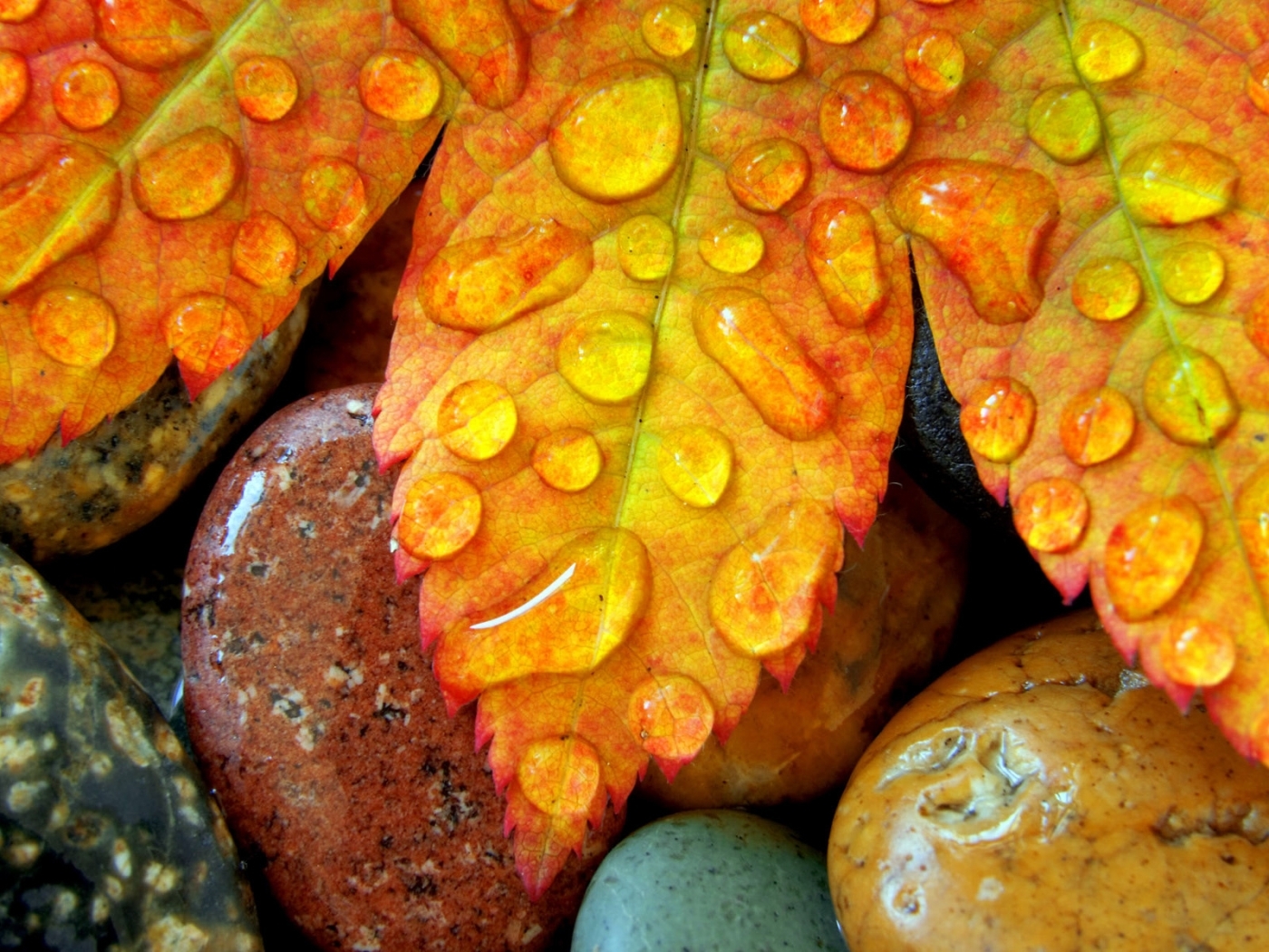 Download mobile wallpaper Stones, Leaves, Drops, Background for free.