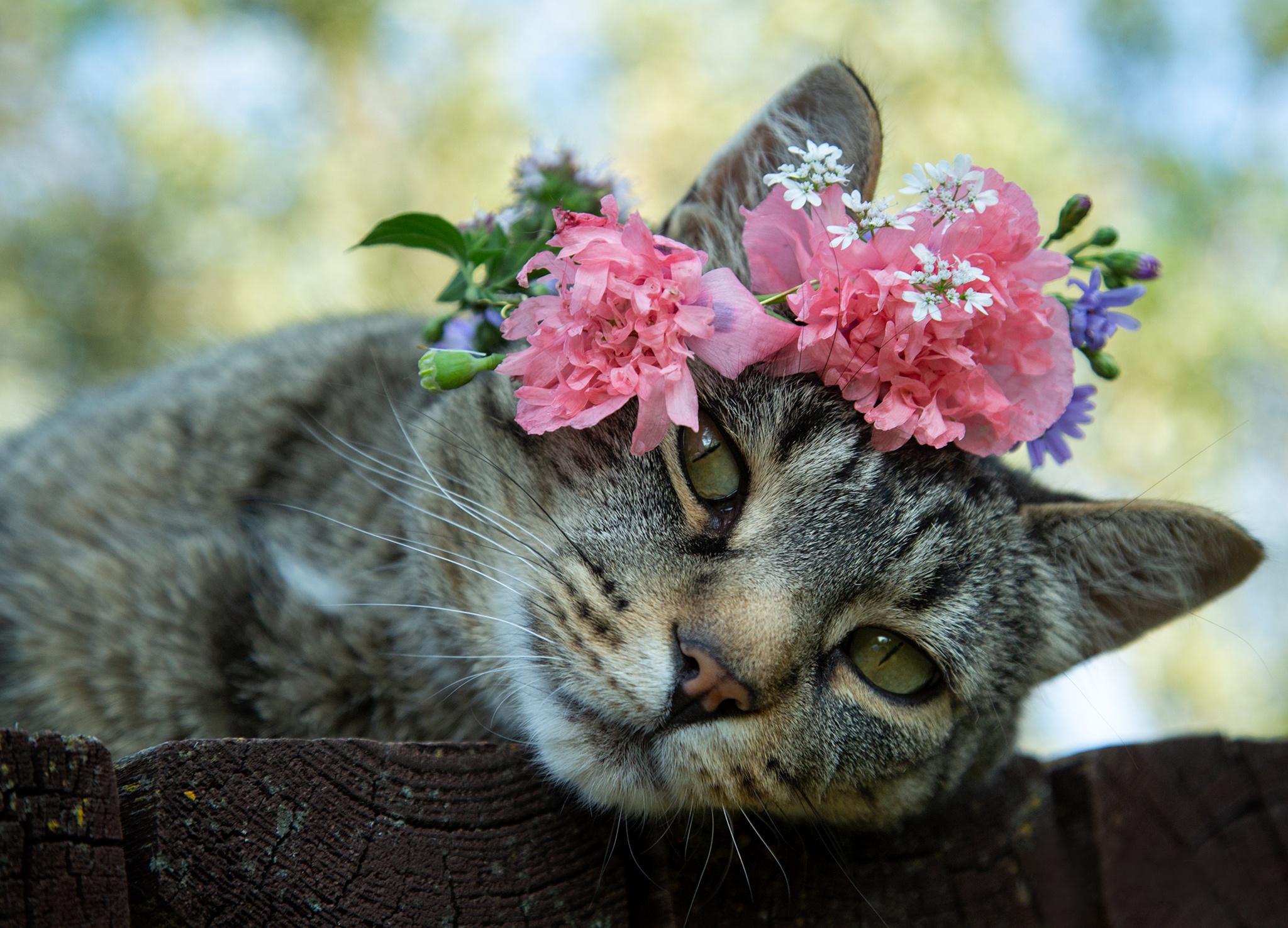 Весенняя кошечка. Кот в цветах. Кошечка в цветах. Котик с цветами. Котенок с цветочком.