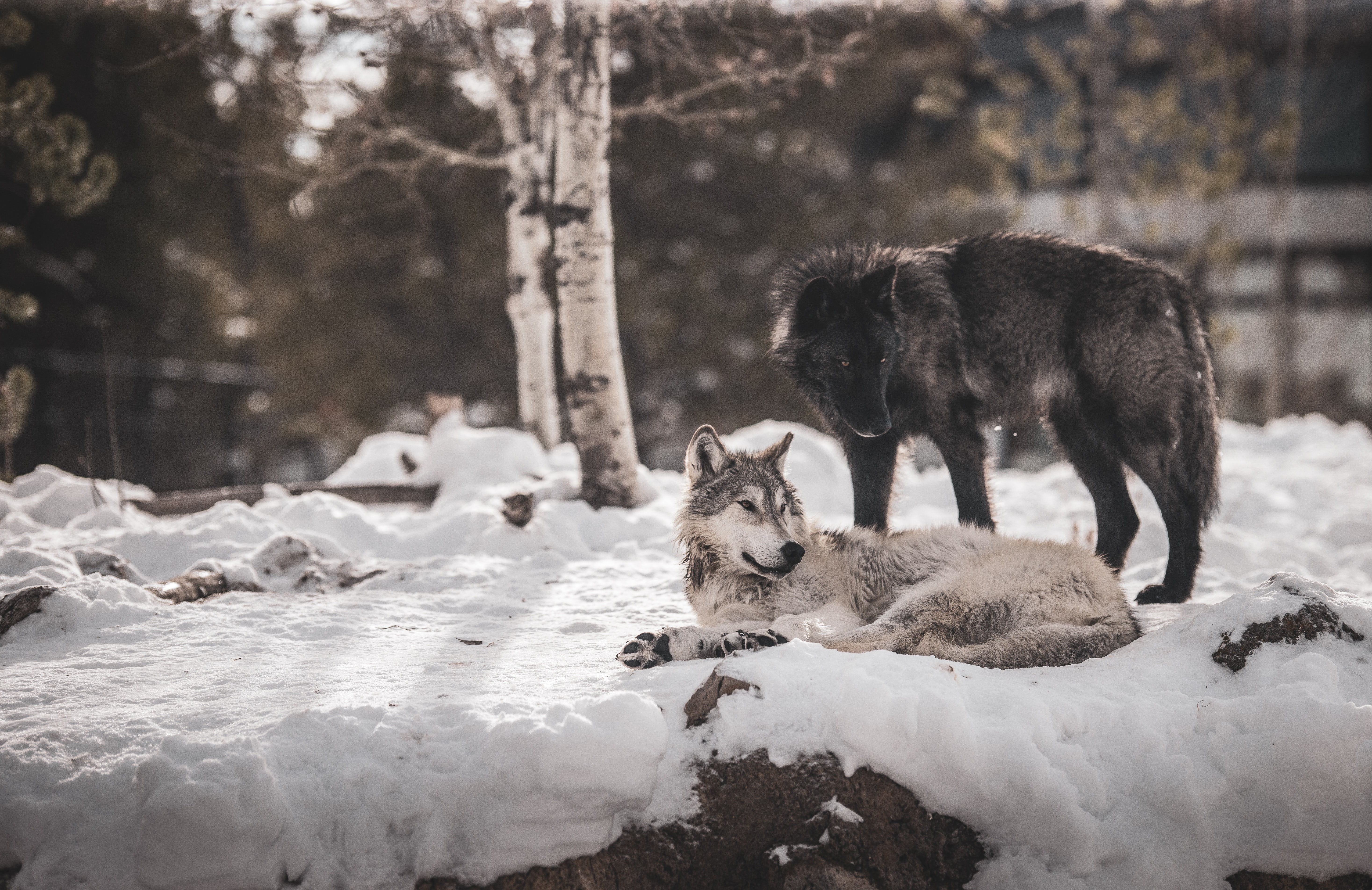 62513 descargar fondo de pantalla lobos, animales, nieve, amistad, depredadores: protectores de pantalla e imágenes gratis