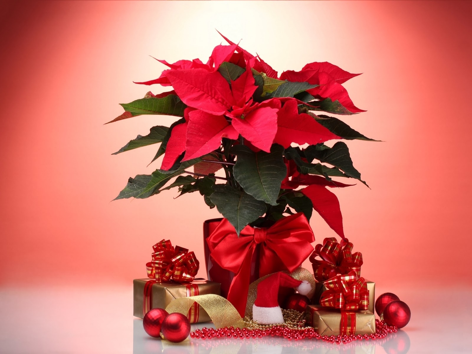 holiday, christmas, bauble, decoration, flower, gift, plant, poinsettia, red