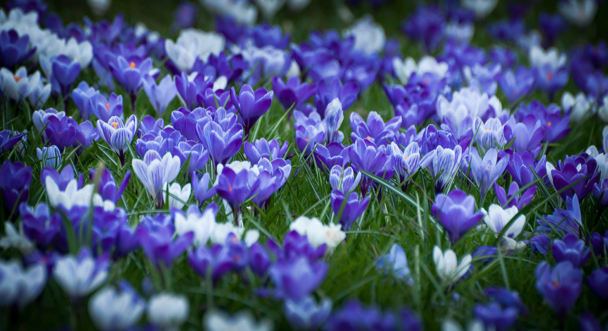 Цветы весной видео. Пролески, подснежники, крокусы. Крокус Барс Пурпл. Подснежники Крокус голубые. Крокус Шафран синий.