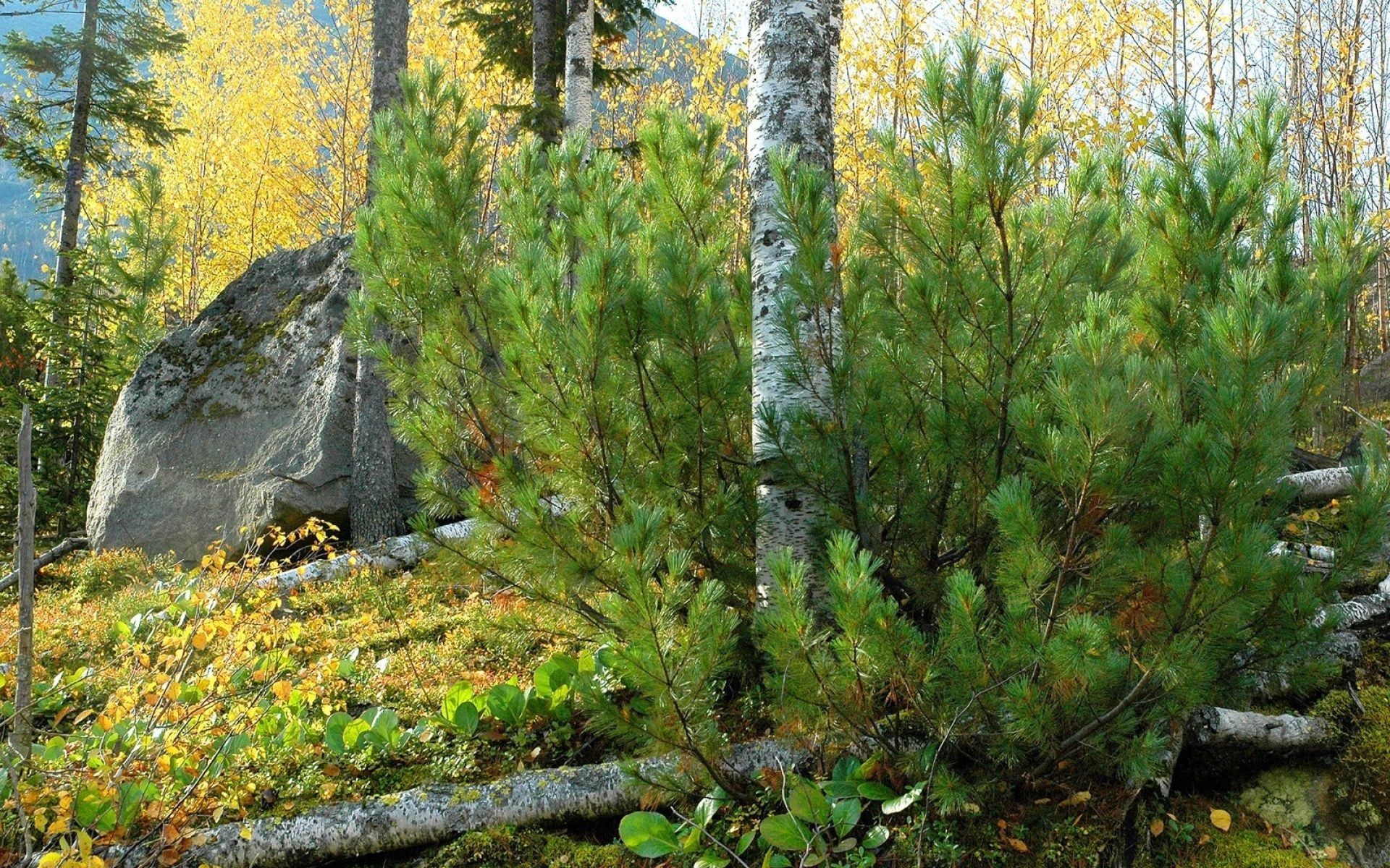 HD wallpaper rock, trees, nature, pine, stone, trunks, birch, lump