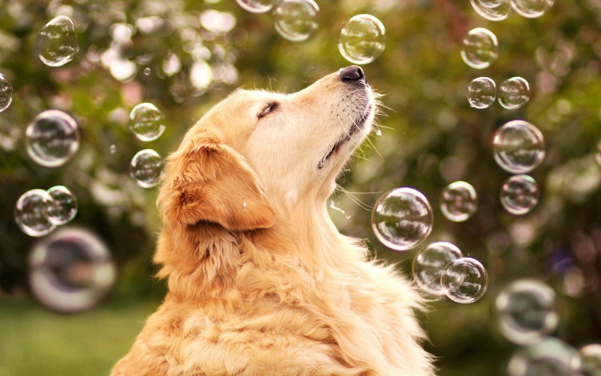 102055 скачать обои собака, животные, взгляд, мыльные пузыри - заставки и картинки бесплатно