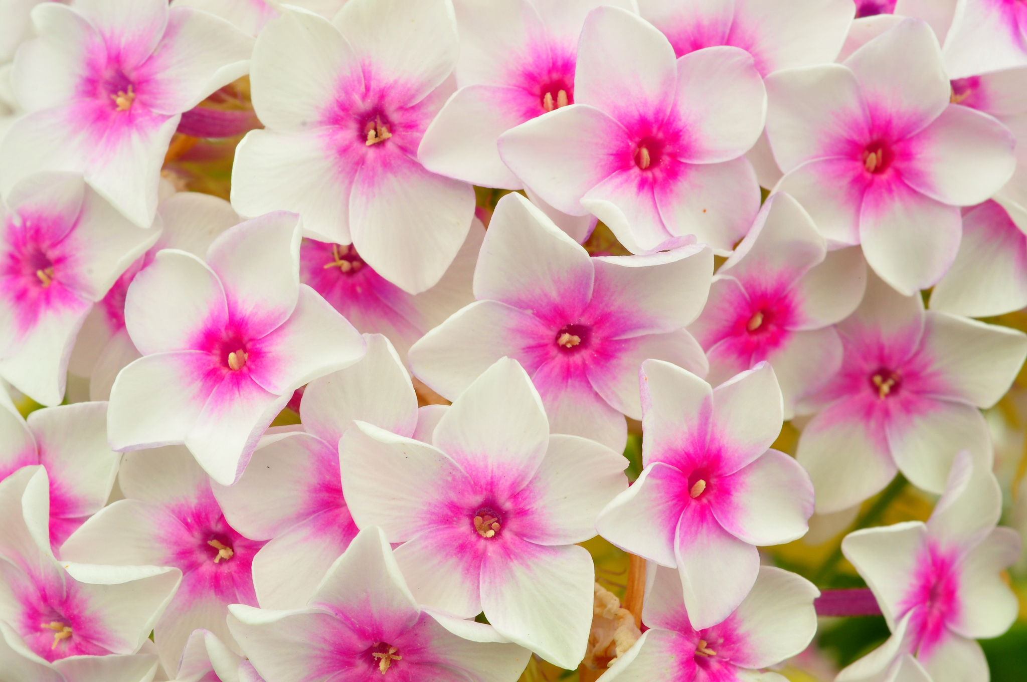 white flower, earth, phlox, close up, flower, flowers