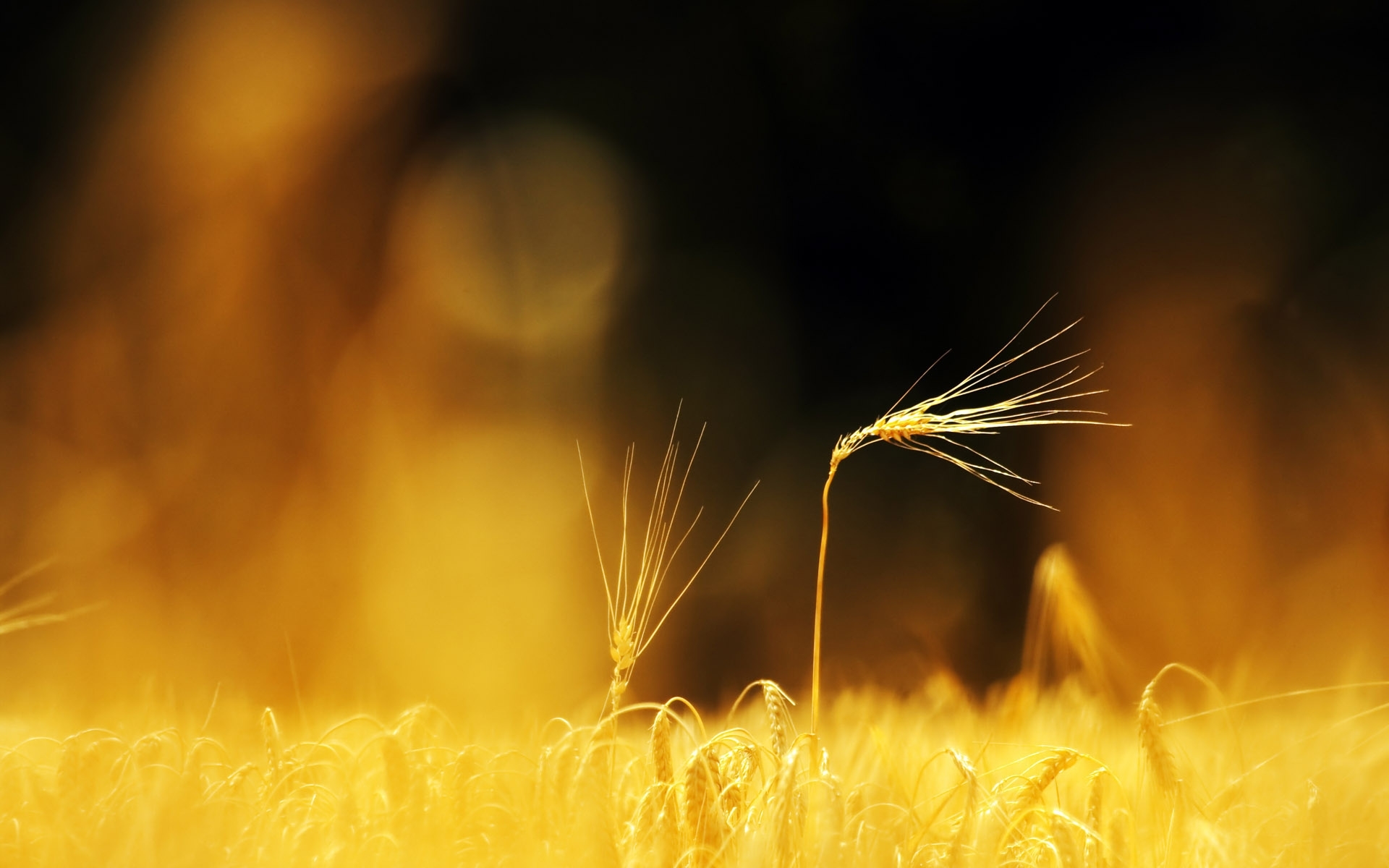 Download mobile wallpaper Landscape, Objects, Wheat for free.