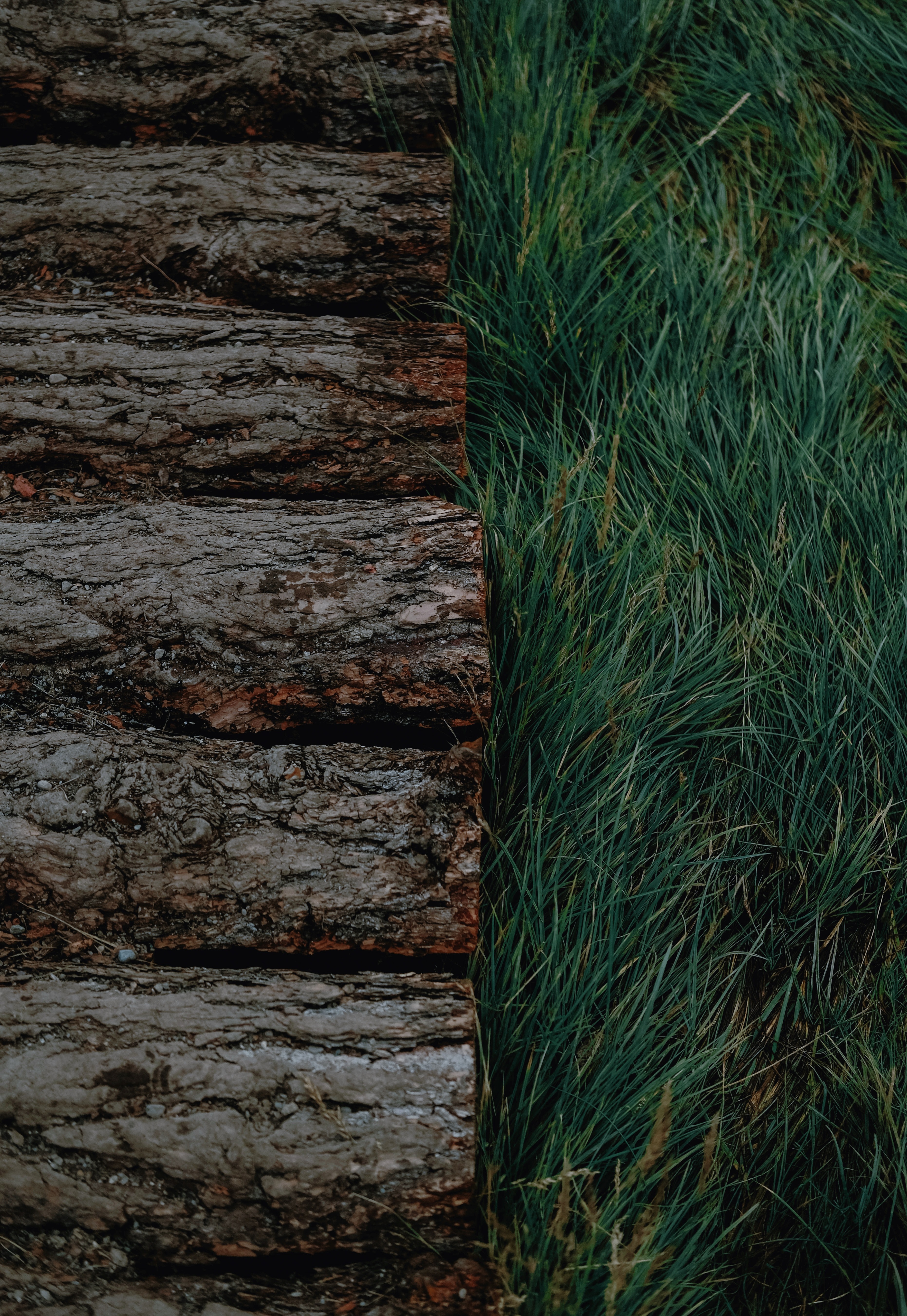 116183壁紙のダウンロード自然, 草, 緑, 吠える, 樹皮, ログ-スクリーンセーバーと写真を無料で
