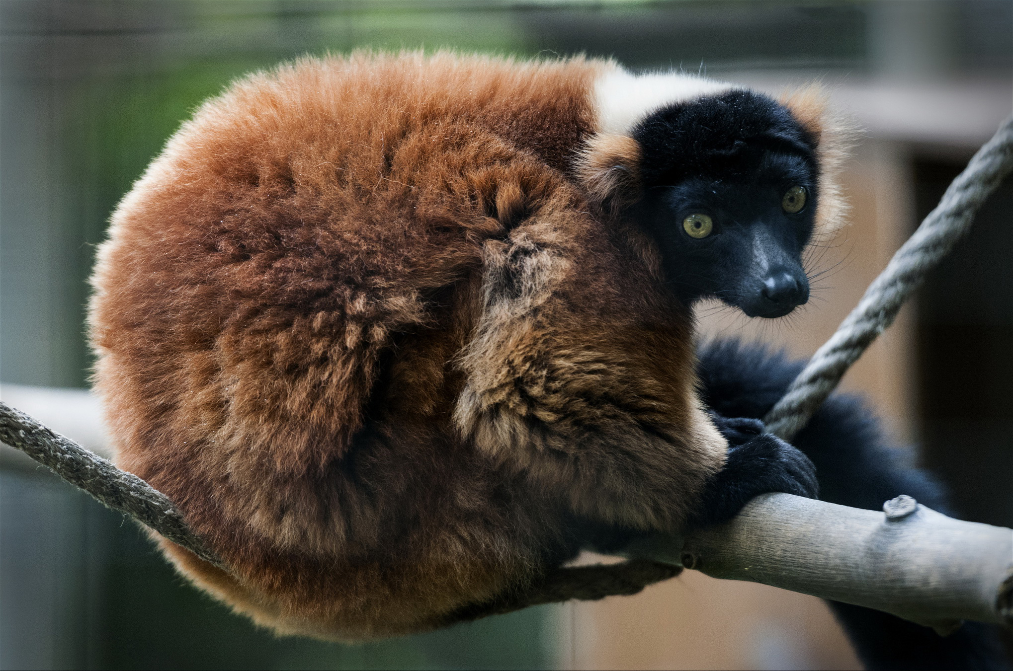 318448 Bild herunterladen tiere, lemur, affen - Hintergrundbilder und Bildschirmschoner kostenlos