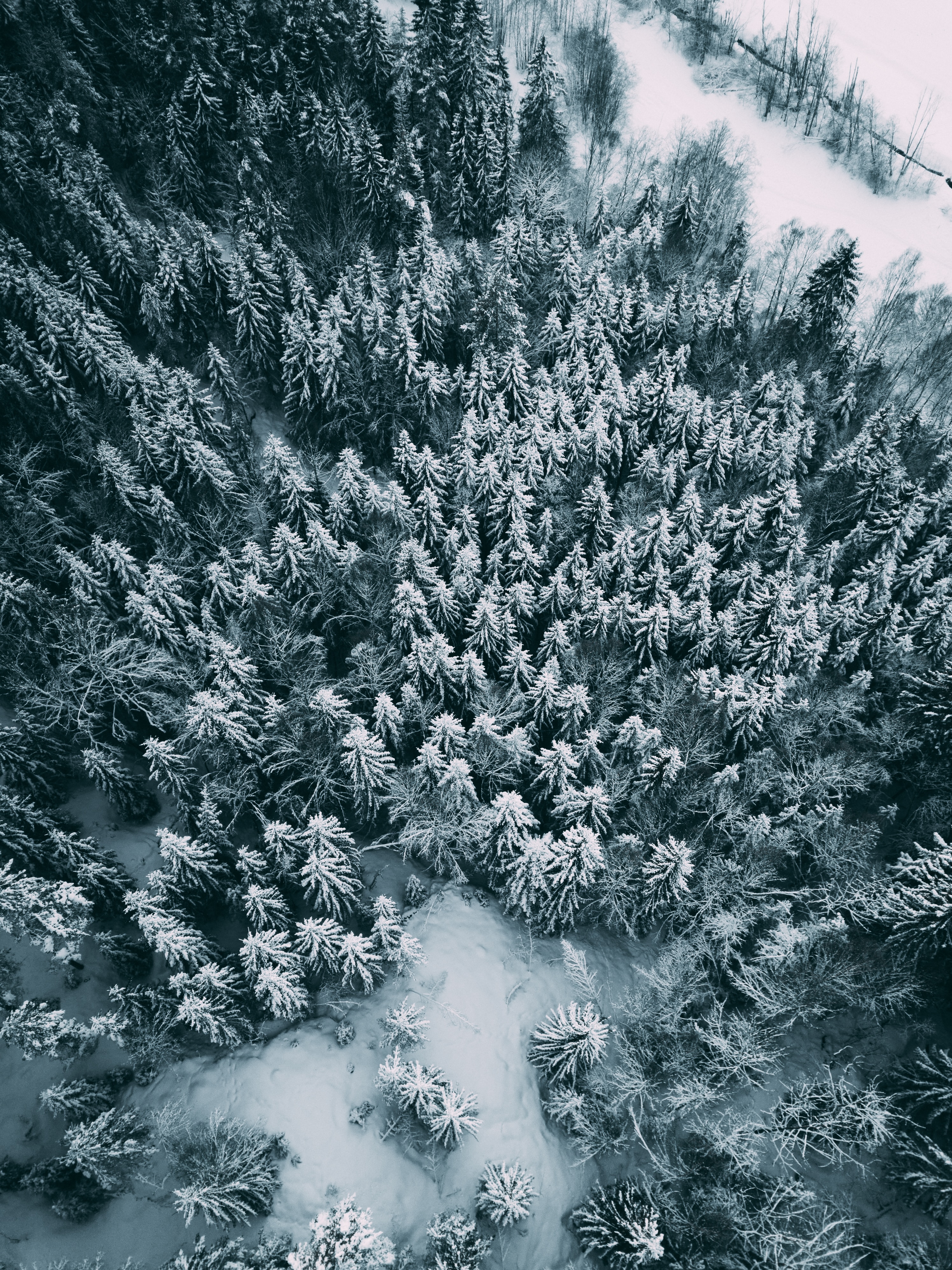 Зимний лес сверху