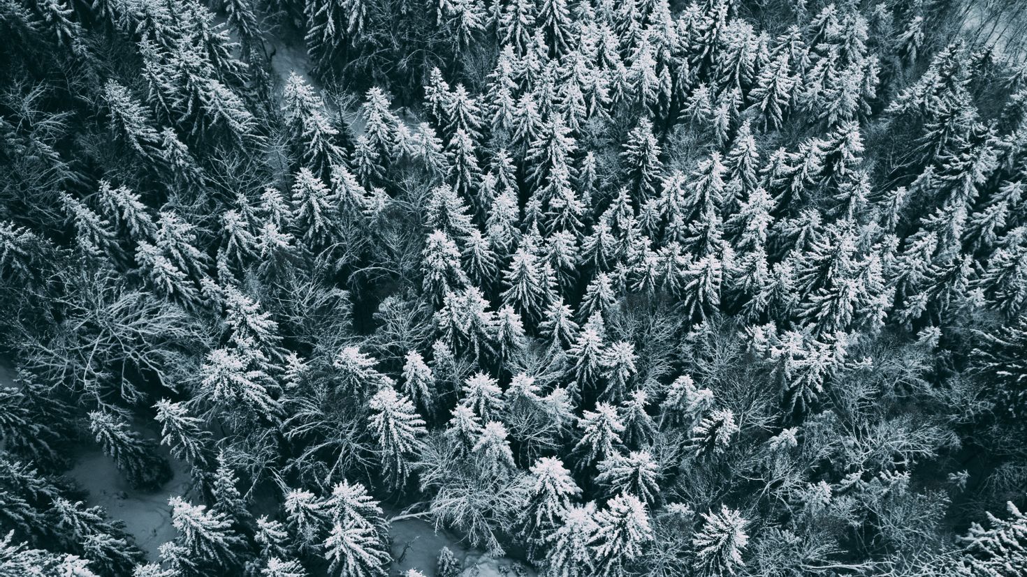 Лес зимой сверху