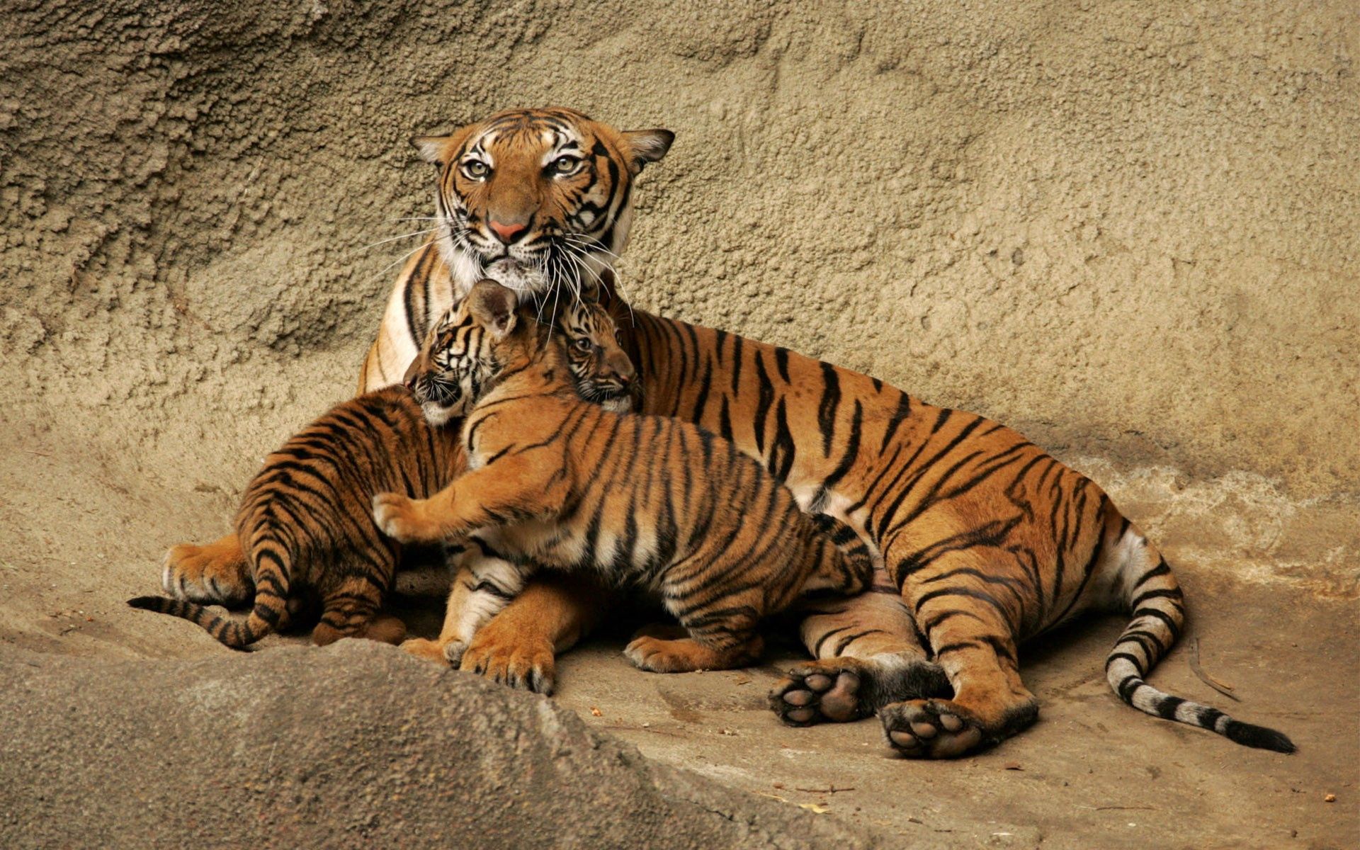 playful, animals, young, tiger, care, cubs HD wallpaper