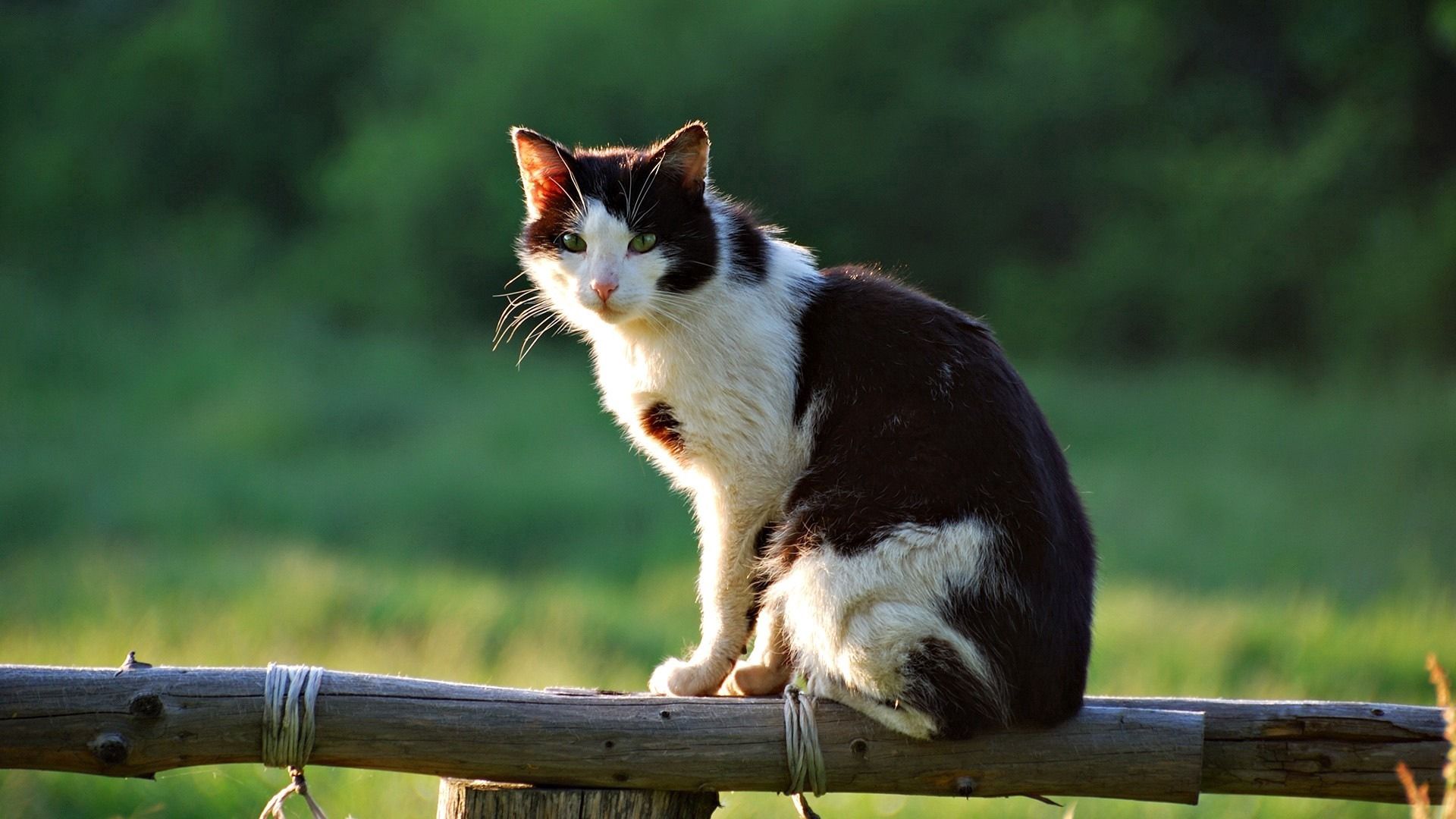 sit, animals, cat, to lie down, lie, fence lock screen backgrounds