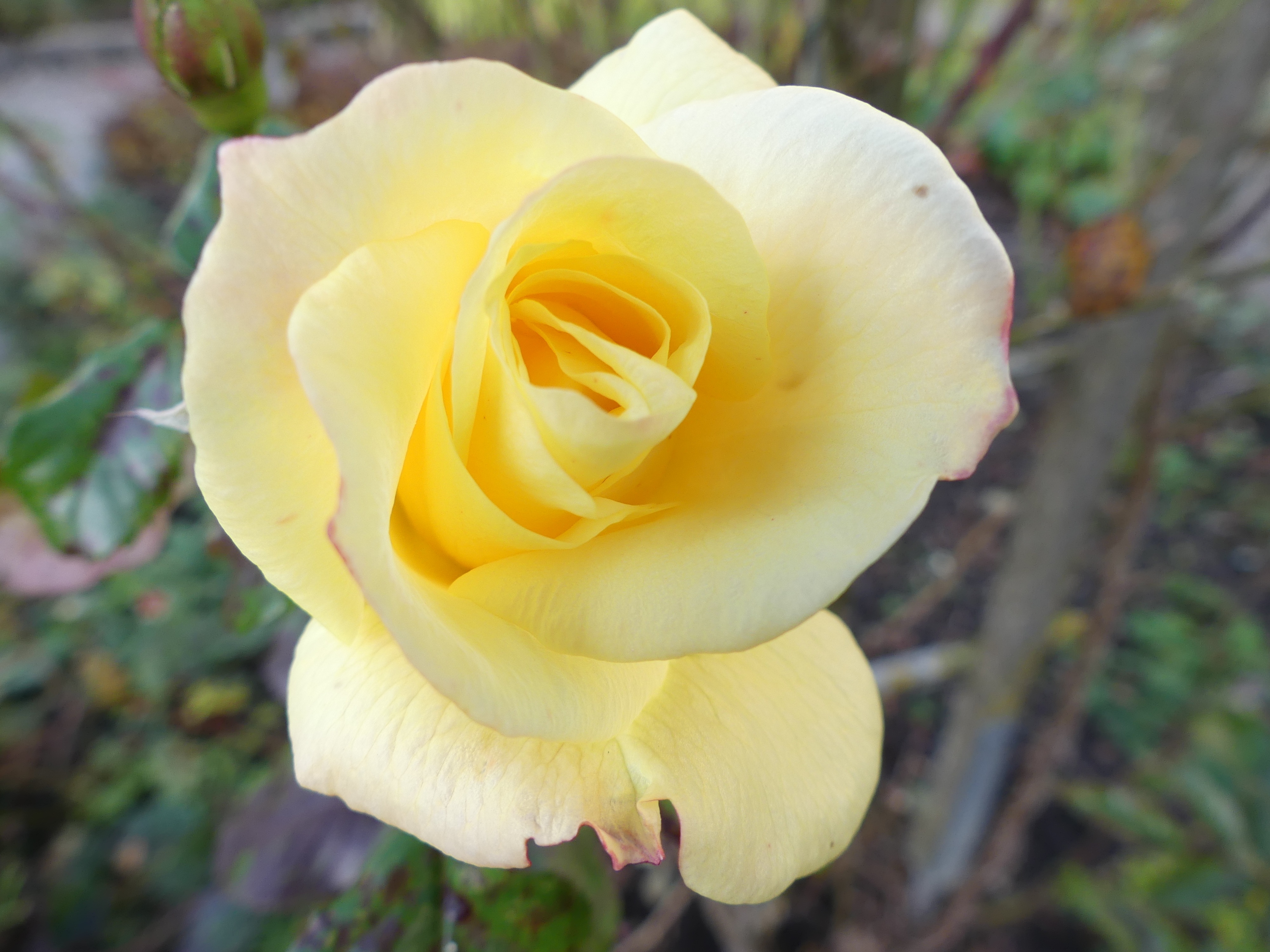 Роза белая бутоны желтые