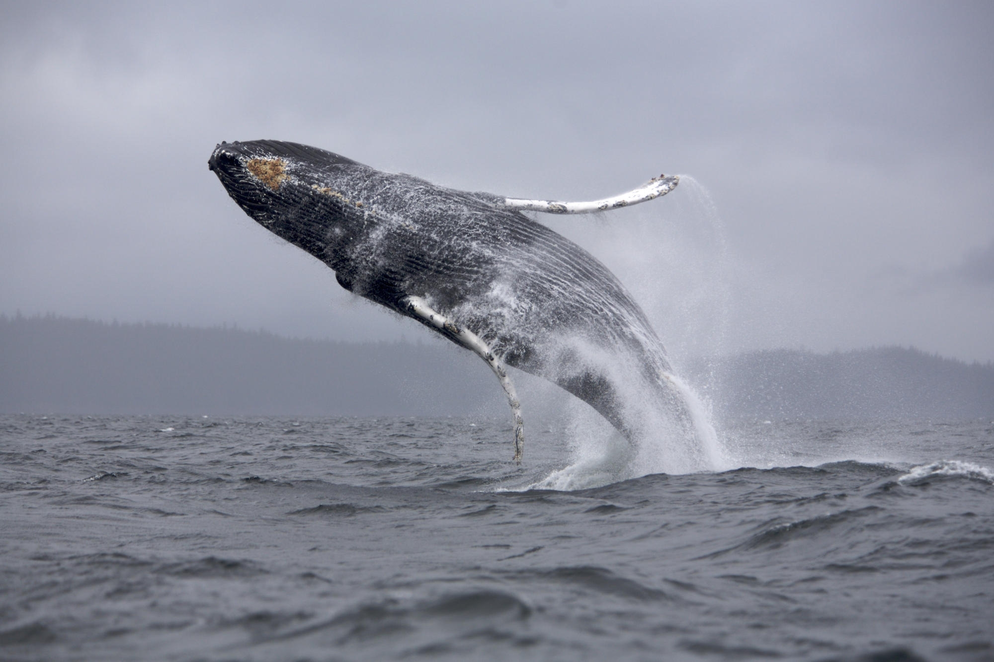 whale, animals, sea, ocean, spray, bounce, jump