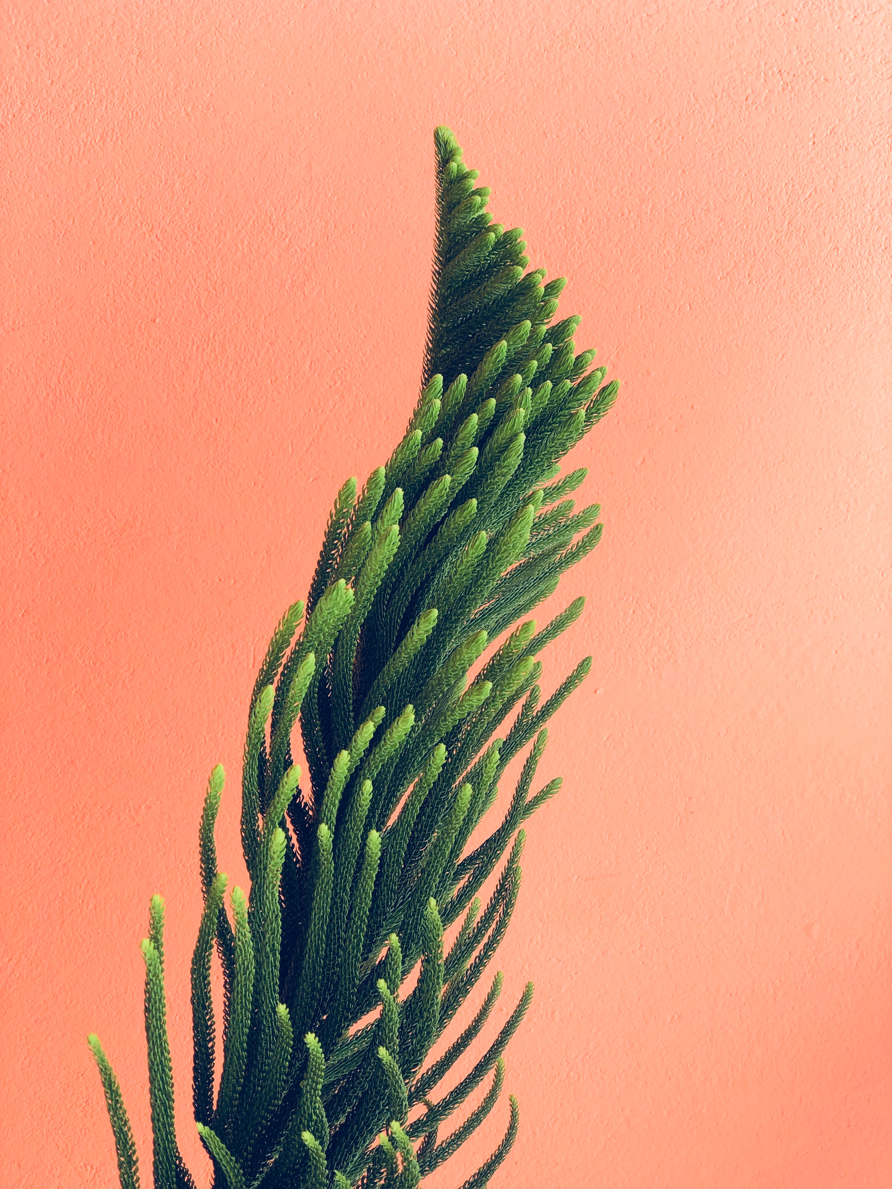 minimalism, branches, wall, plant, needle HD wallpaper