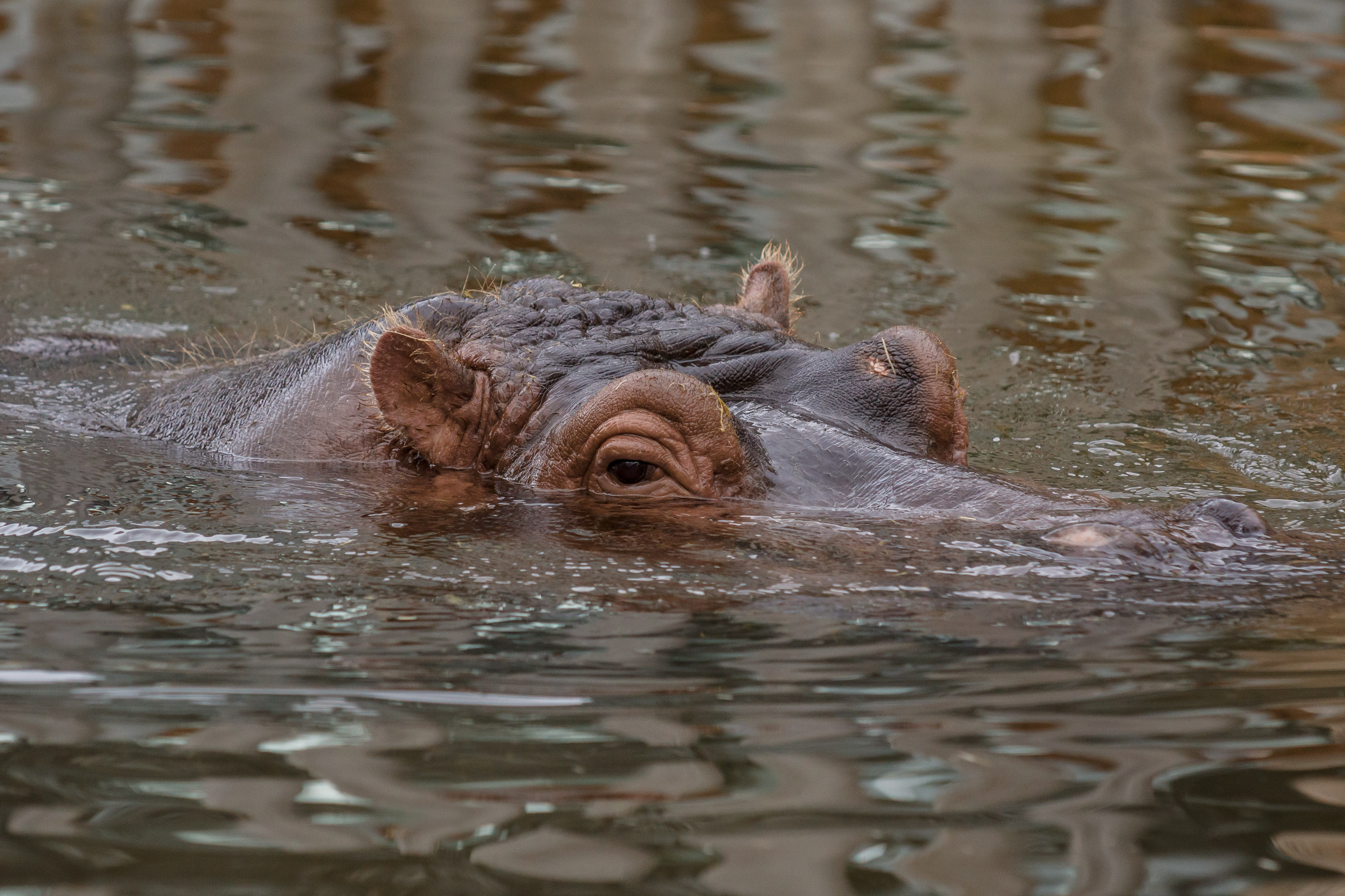  Hippopotamus HD Android Wallpapers