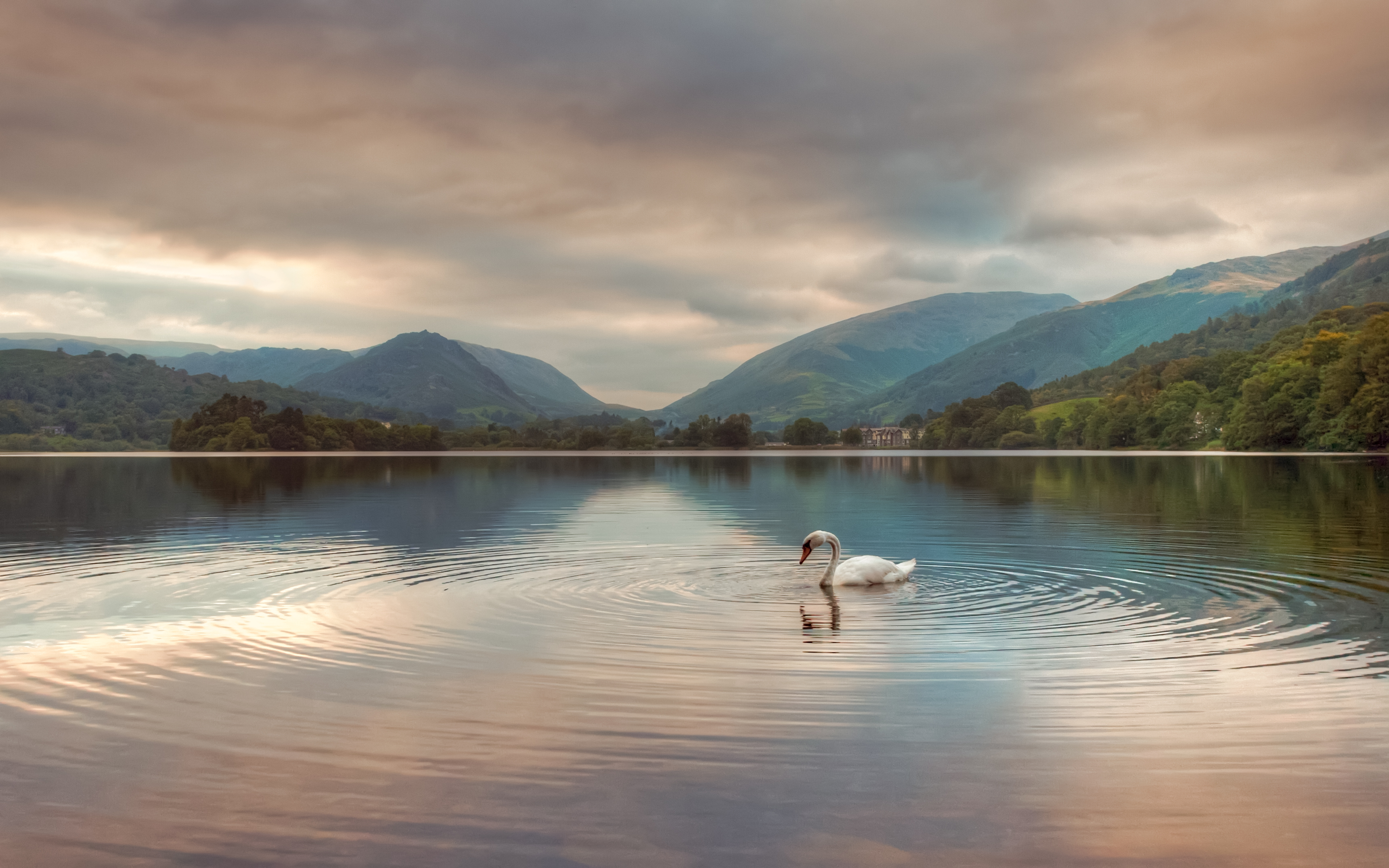 clouds, lake, swan, animals, mountains, reflection Full HD