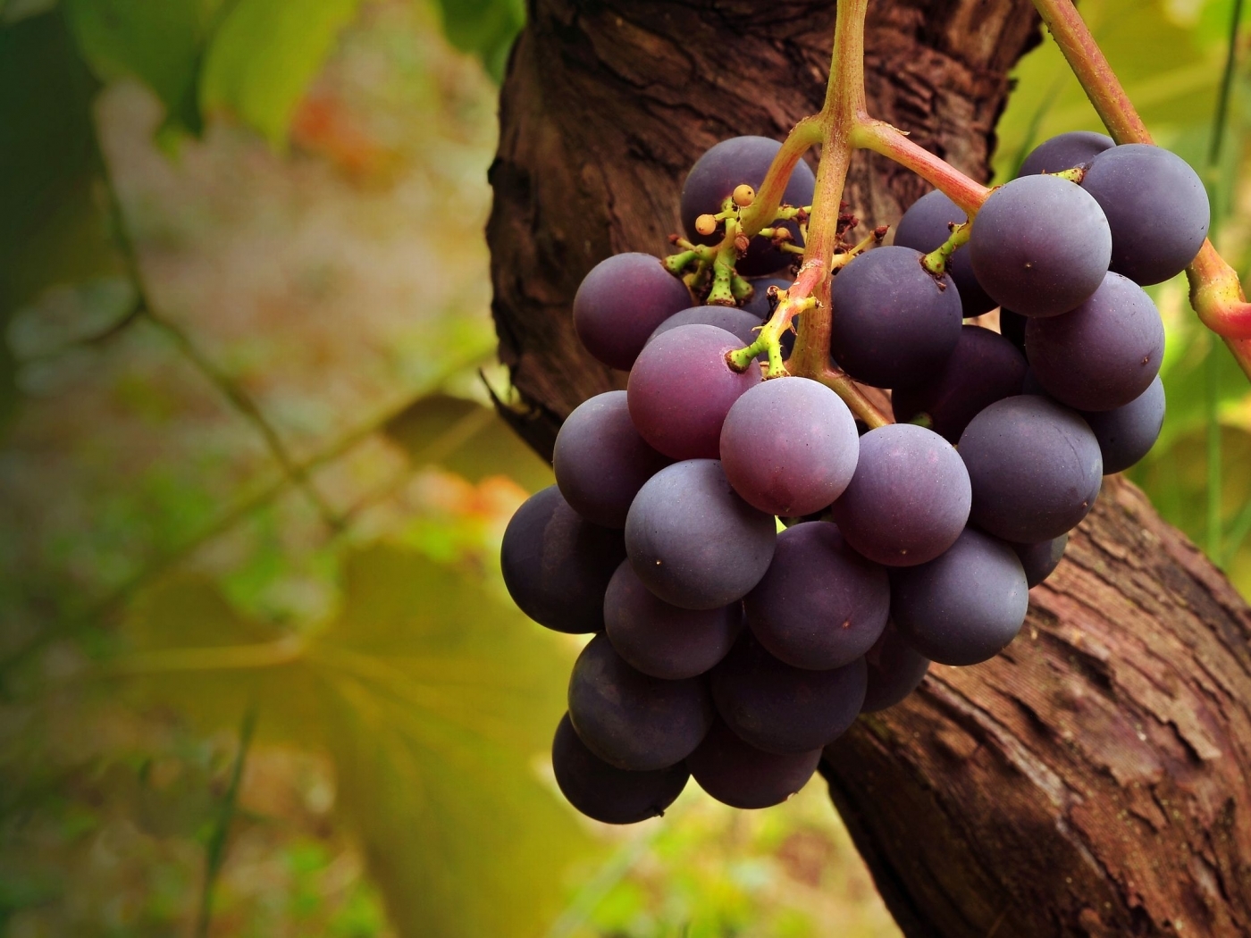 Download mobile wallpaper Plants, Grapes, Fruits for free.