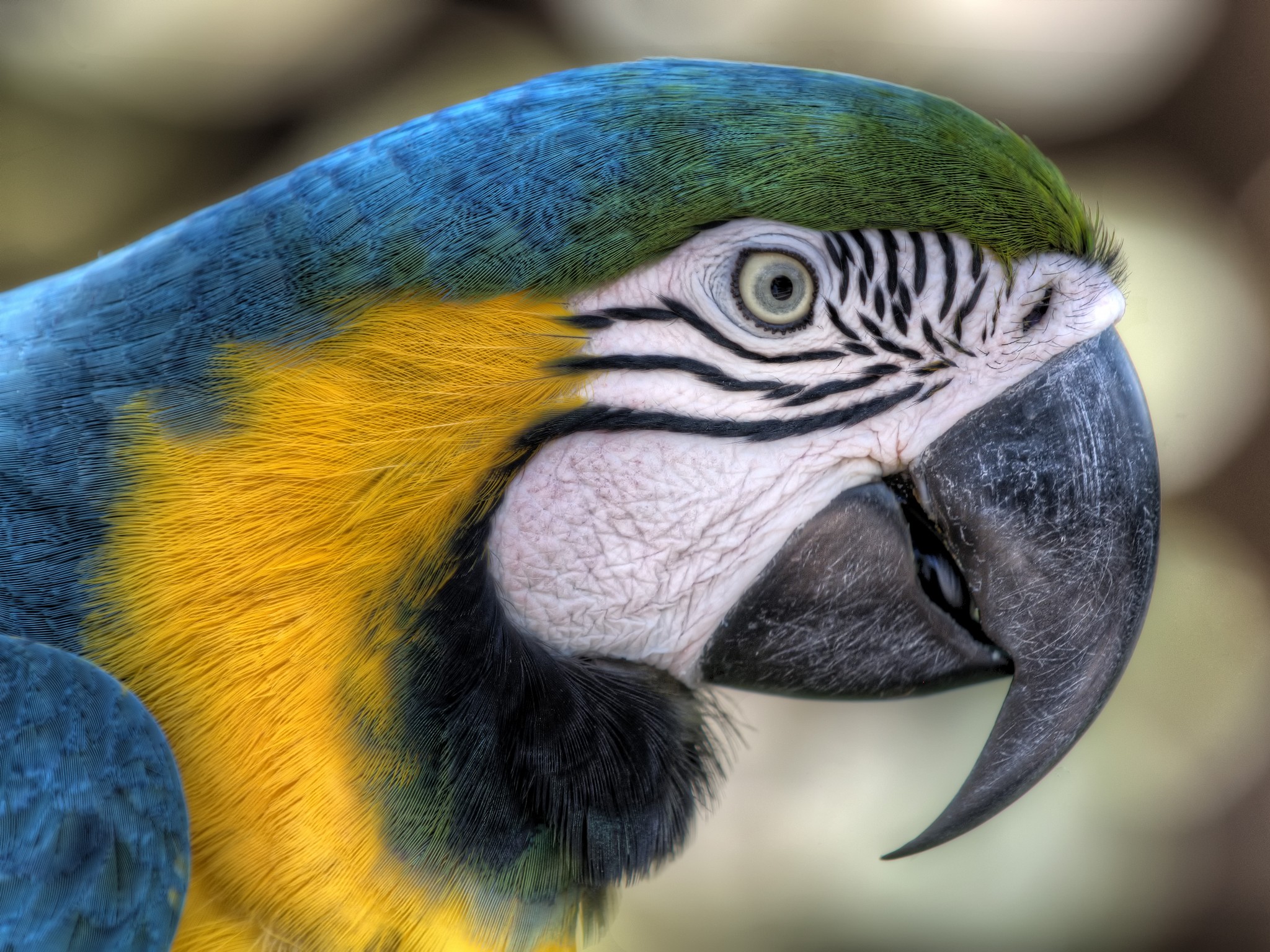 animal, blue and yellow macaw, birds wallpapers for tablet