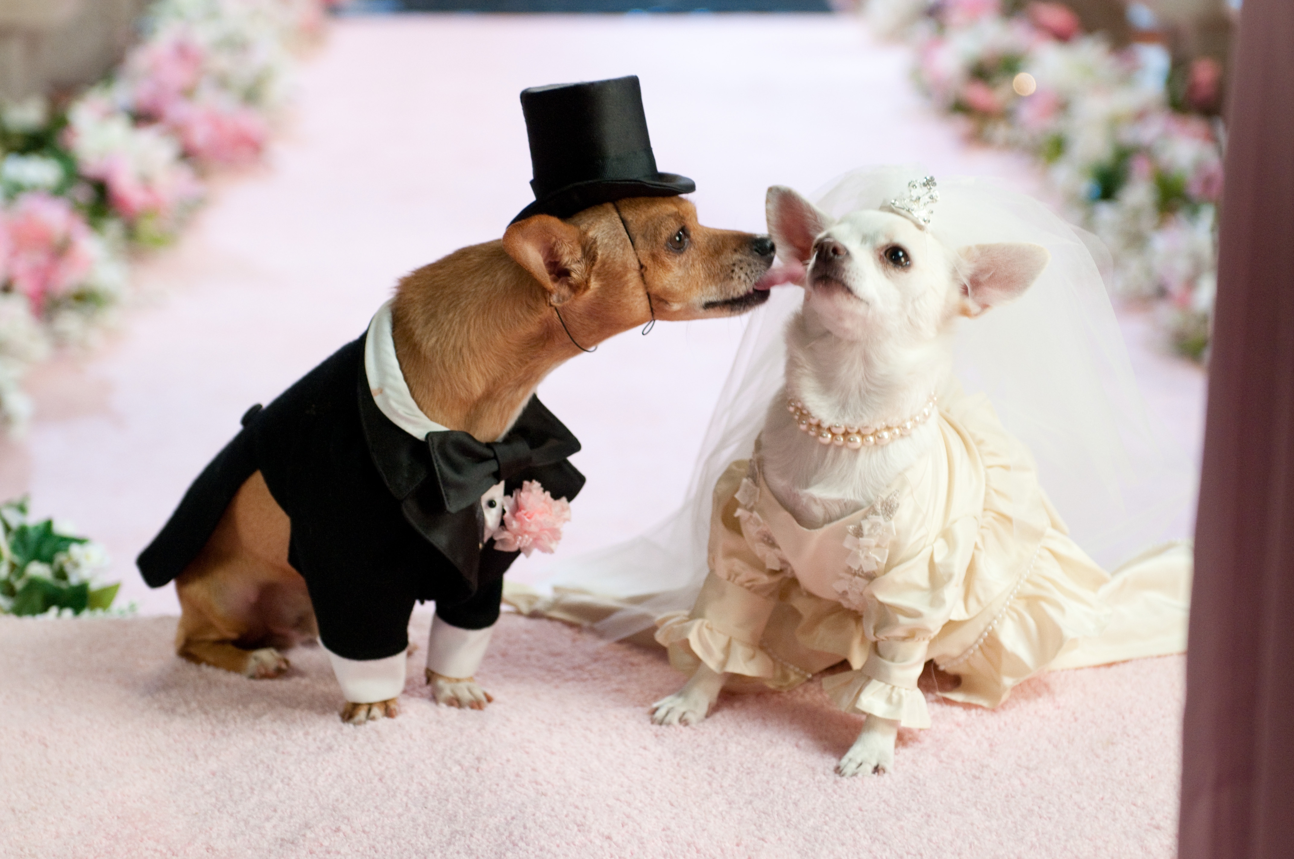 Handy-Wallpaper Tiere, Kostüm, Paar, Hochzeit, Hunde kostenlos herunterladen.