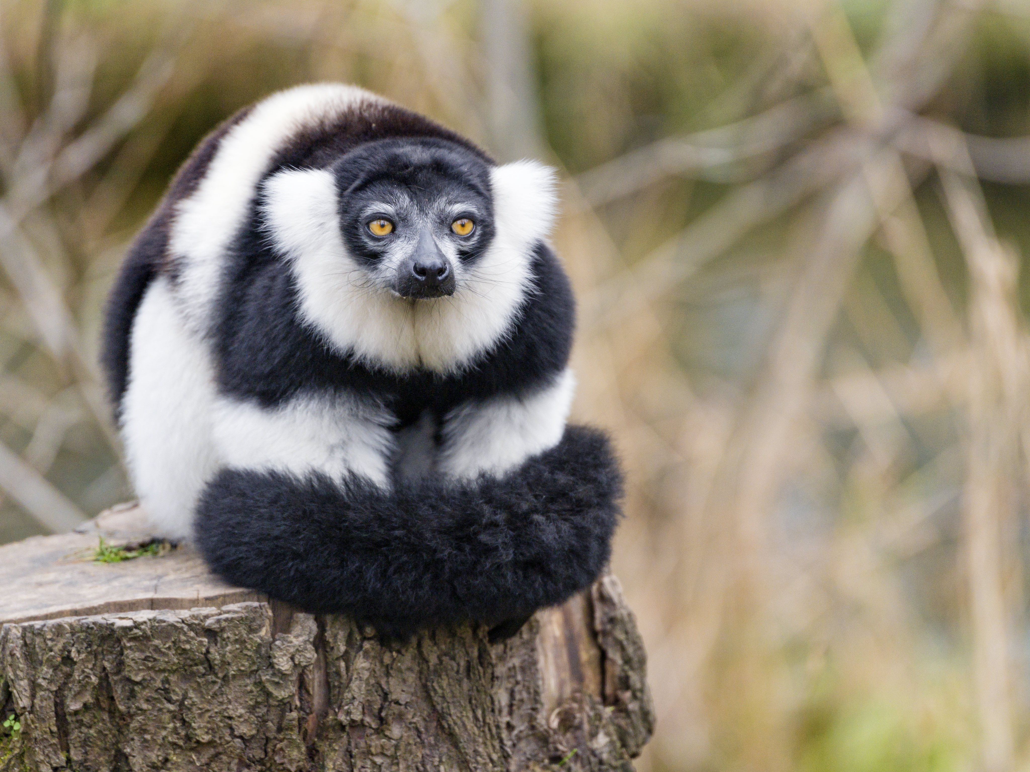 Download mobile wallpaper Fluffy, Lemur, Animals, Striped, Animal for free.