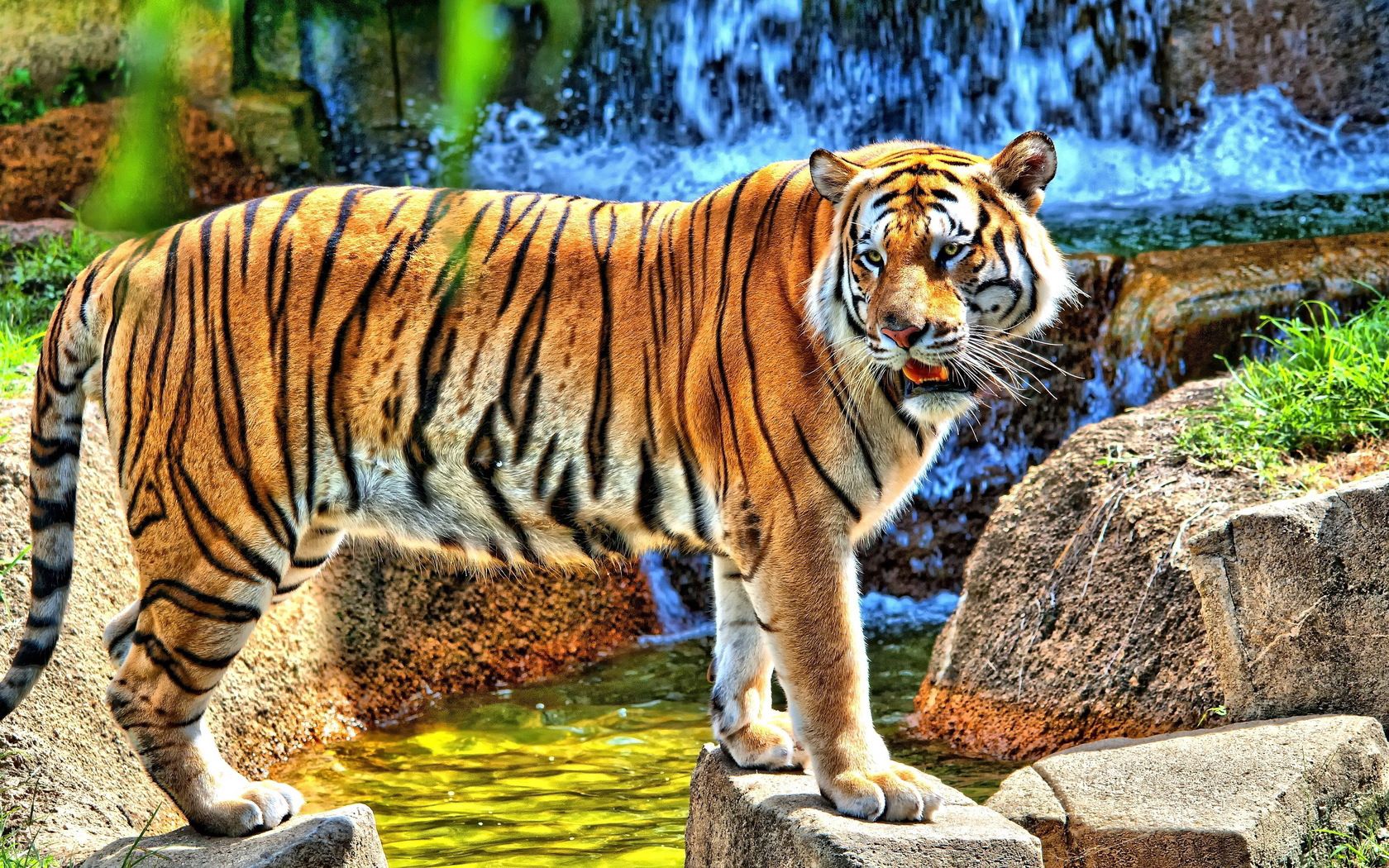 154439 descargar imagen tigre, animales, hierba, stones, sonrisa, rayas, rayado, depredador, paseo: fondos de pantalla y protectores de pantalla gratis