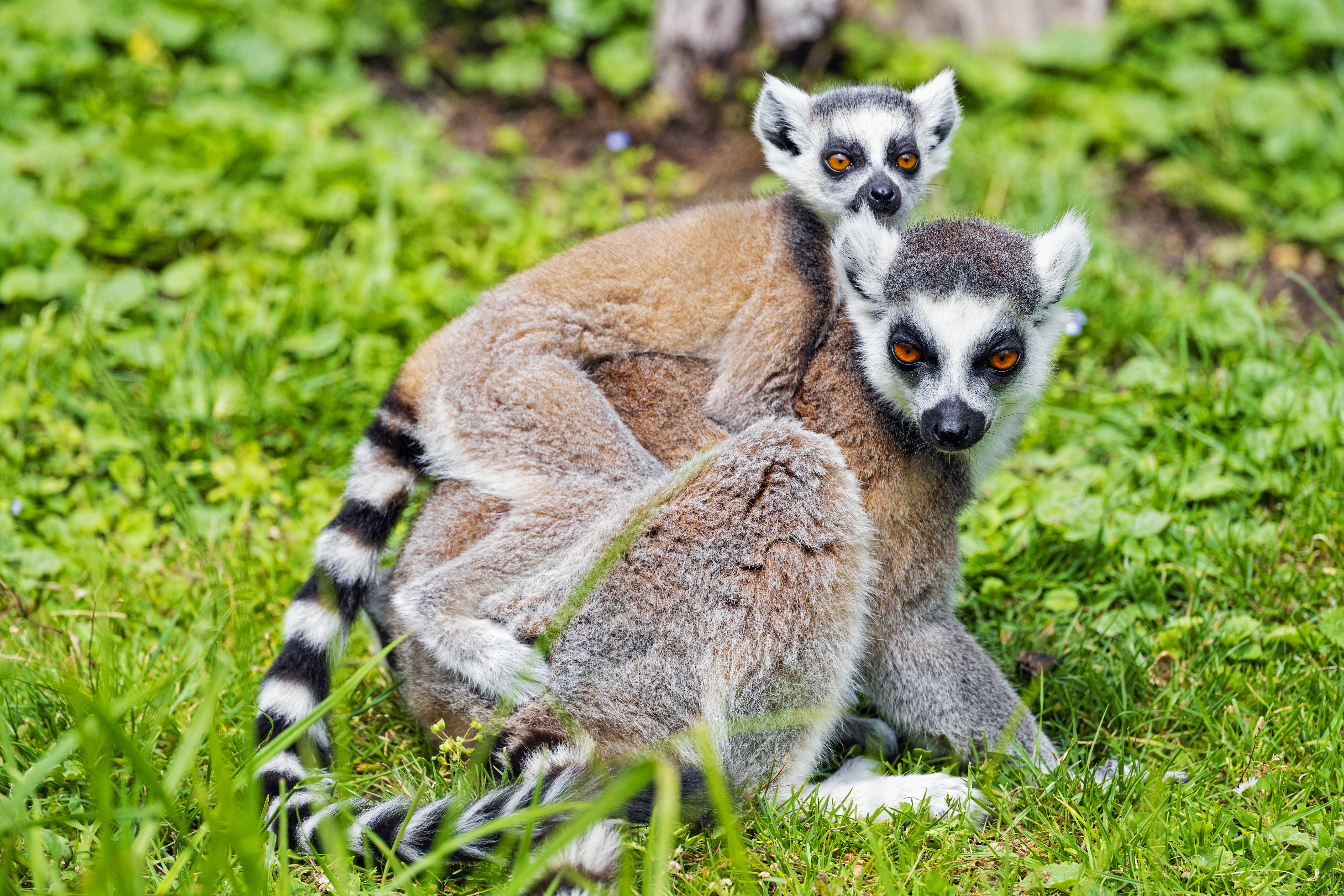 154650 Bild herunterladen tiere, junge, tier, die familie, familie, lemur, joey - Hintergrundbilder und Bildschirmschoner kostenlos
