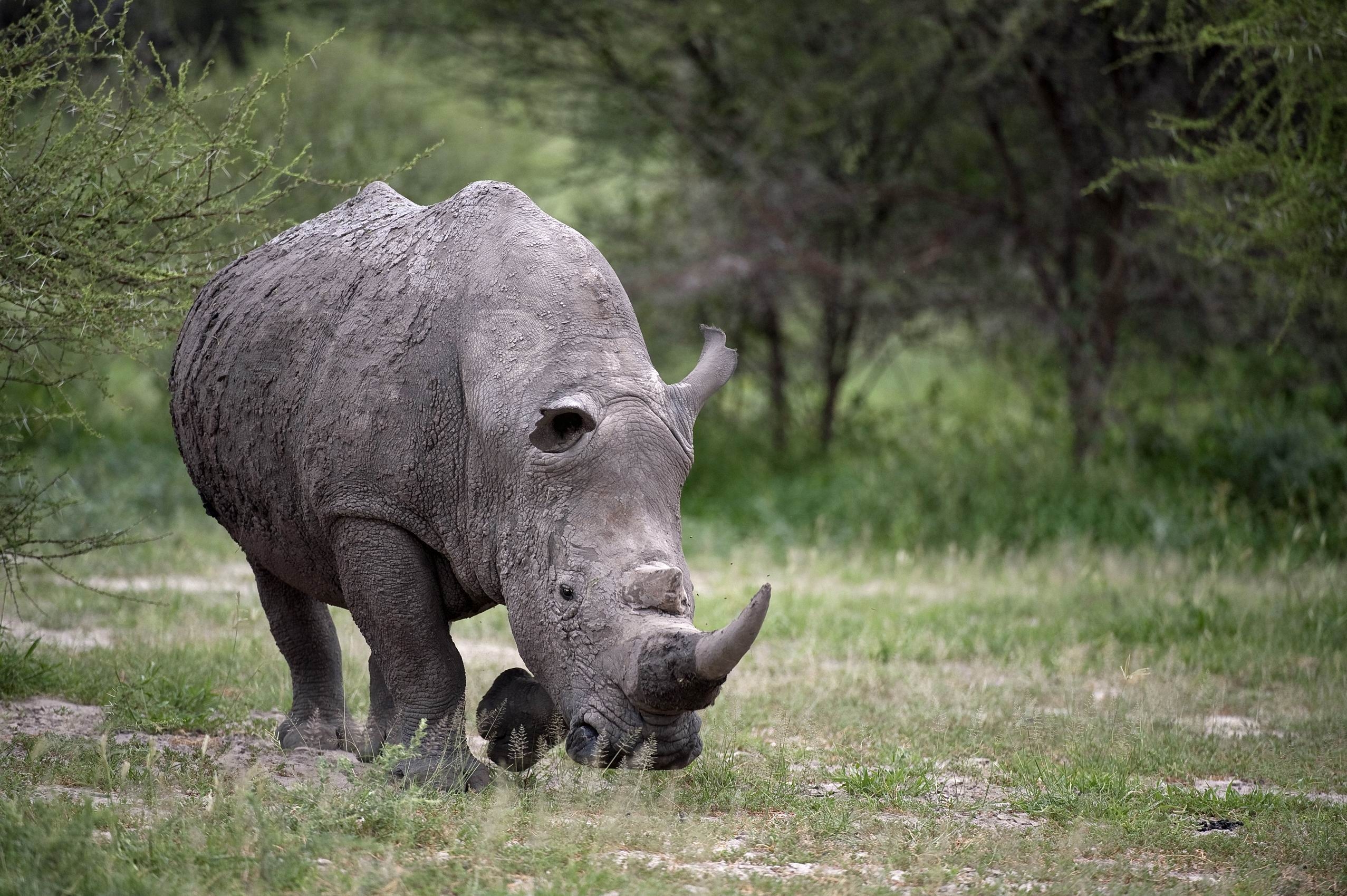 rhinoceros, animals, grass, huge, stroll