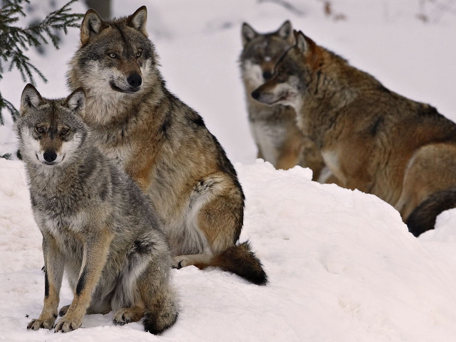 animals, wolfs, winter, snow, family, flock