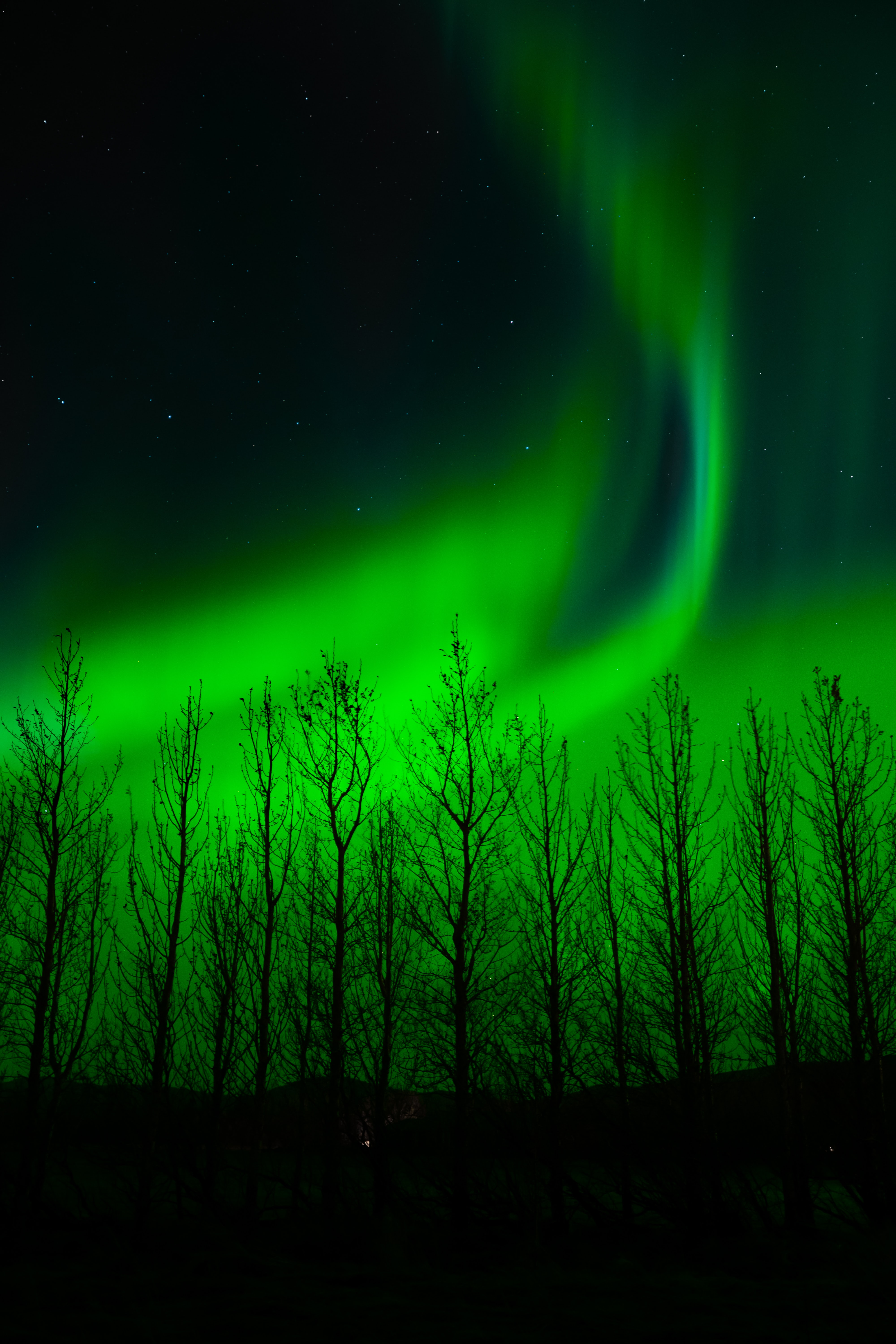 Download mobile wallpaper Aurora Borealis, Trees, Silhouette, Nature, Night, Northern Lights for free.