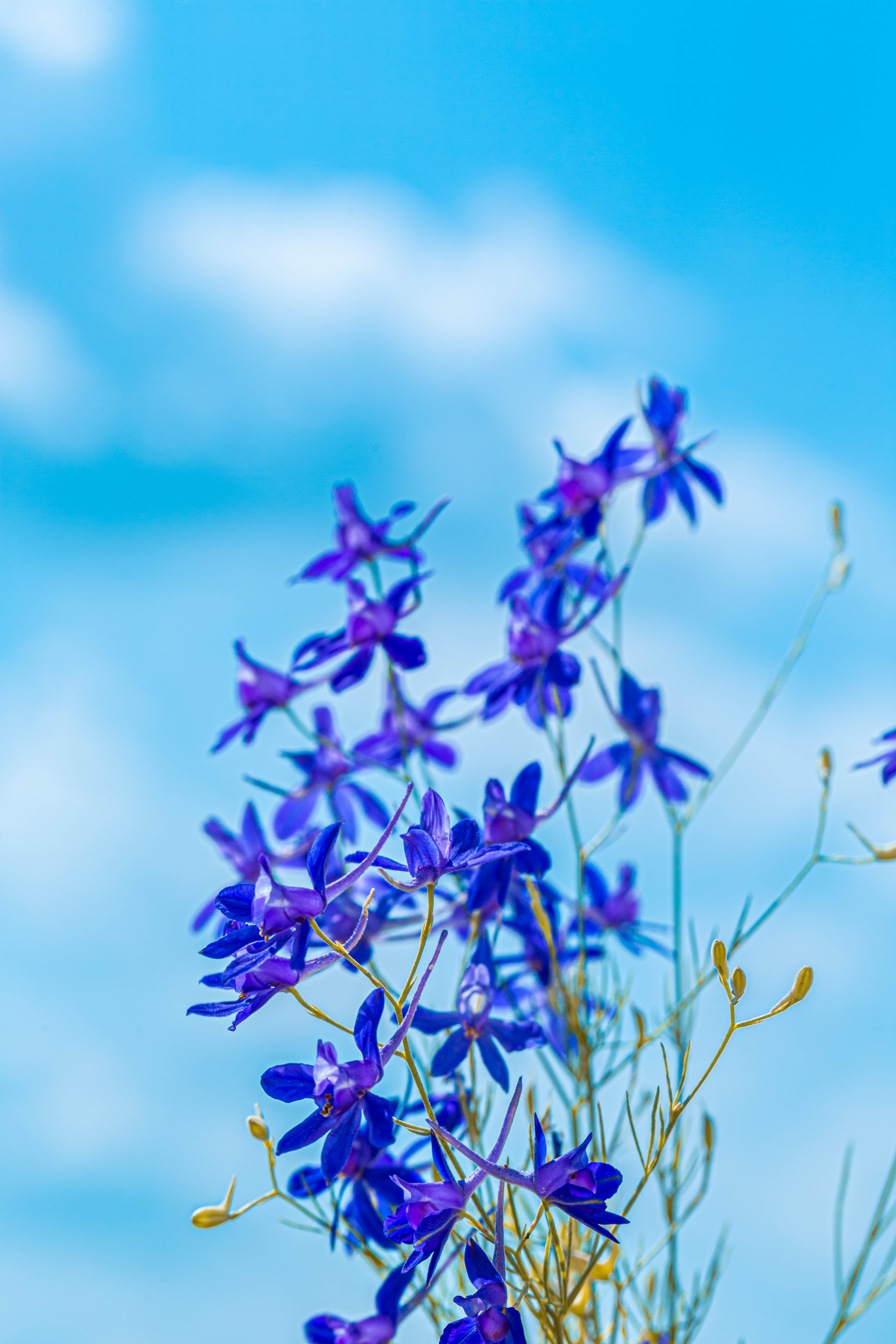 Laden Sie das Blühen, Feldpicker, Sokirks Field, Wild, Blühenden, Blumen, Pflanze-Bild kostenlos auf Ihren PC-Desktop herunter