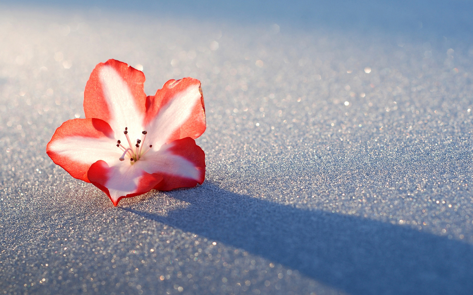 Цветы на фоне снега
