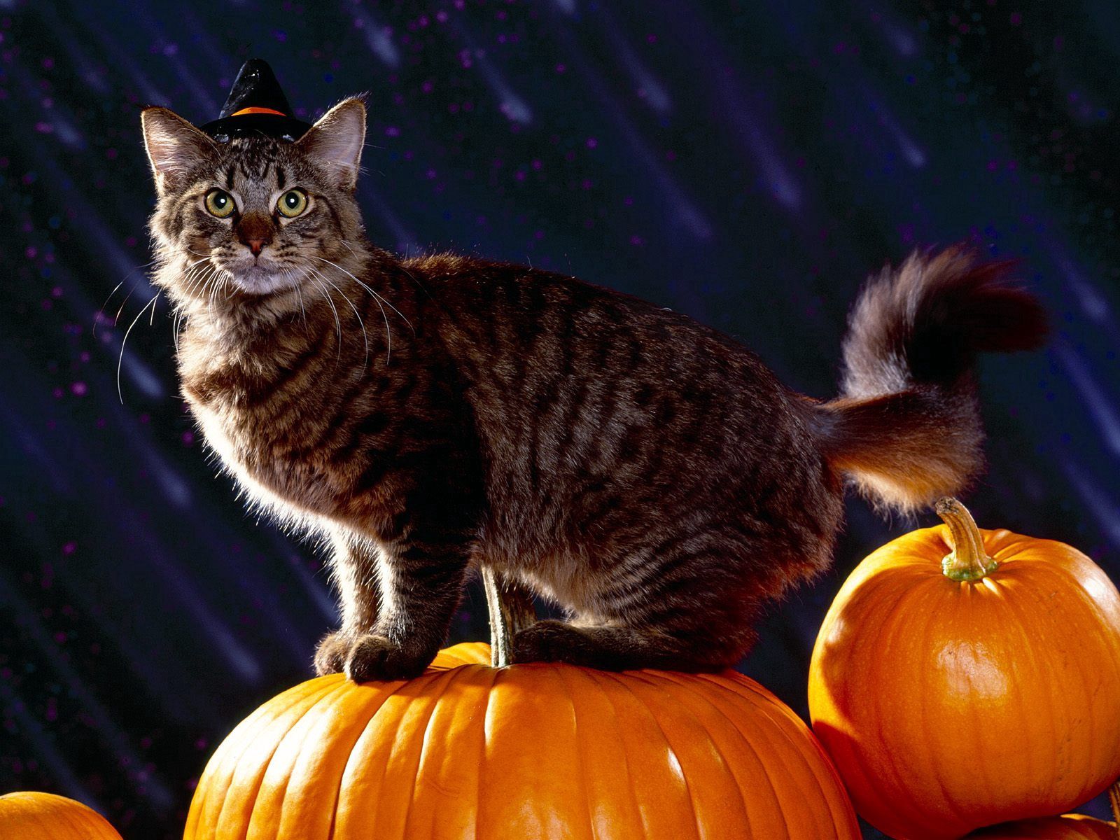 Laden Sie das Tiere, Der Kater, Flauschige, Kürbis, Katze, Halloween-Bild kostenlos auf Ihren PC-Desktop herunter