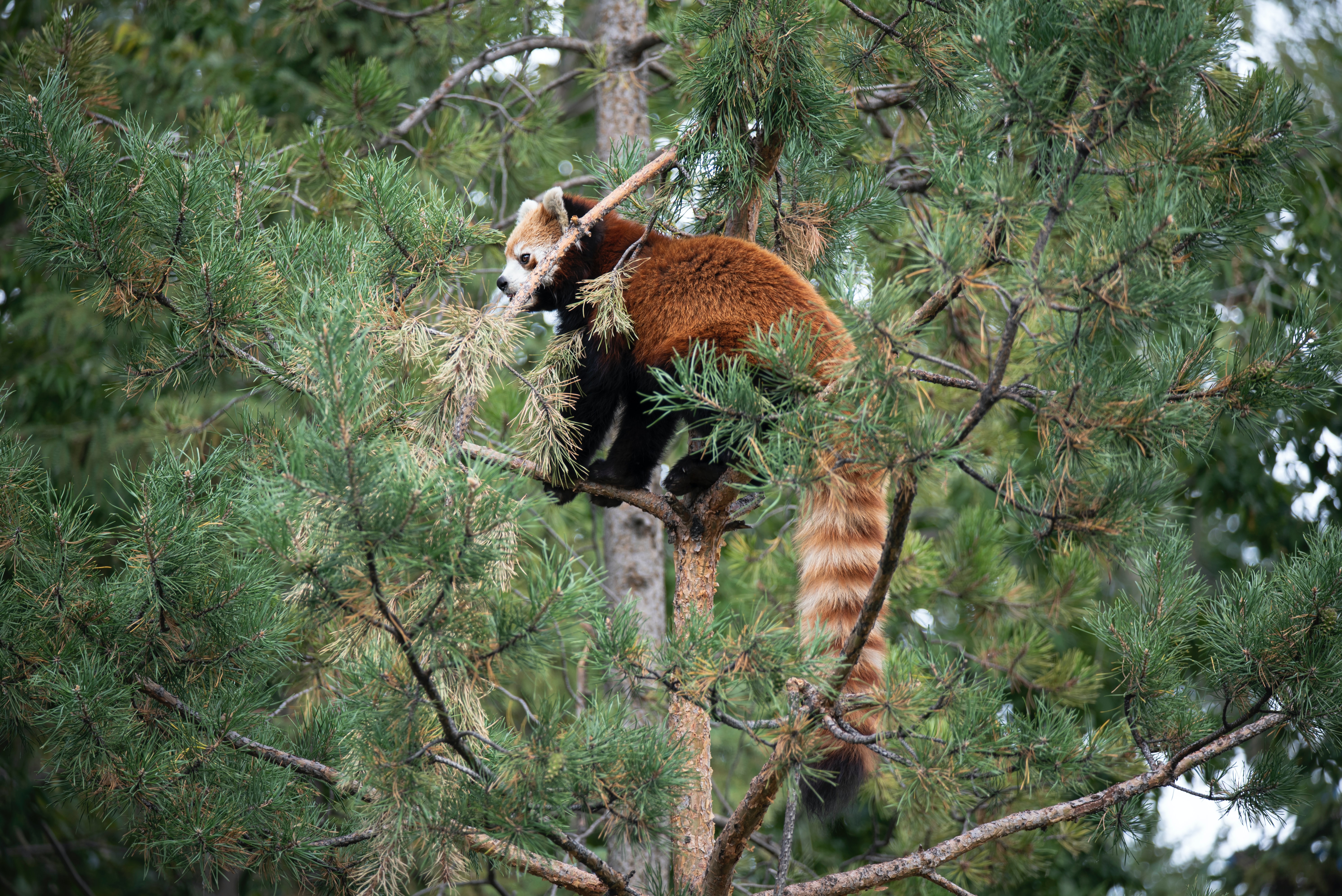 Handy-Wallpaper Baum, Braun, Wildlife, Tiere, Holz, Wilde Natur, Roter Panda, Tier kostenlos herunterladen.