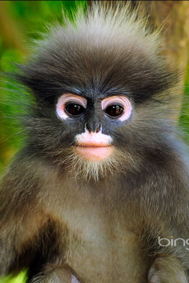Download Dusky Leaf Monkey wallpapers for mobile phone, free Dusky Leaf  Monkey HD pictures