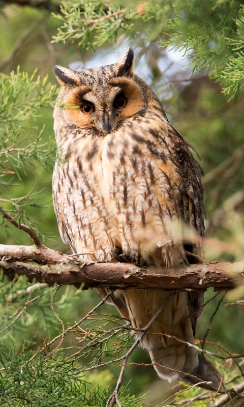 Best Eagle Owl HD Phone wallpapers