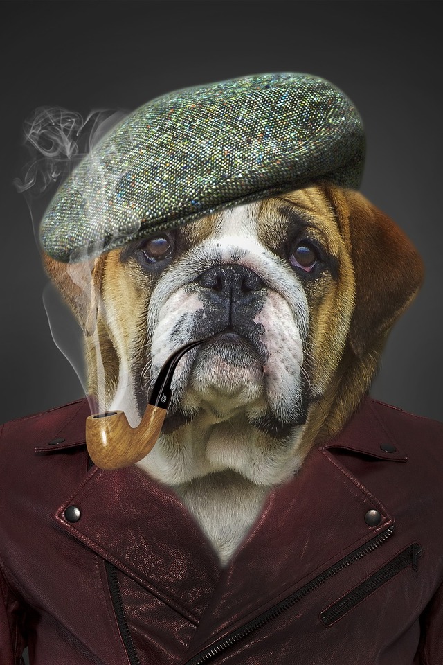 humor, dog, pipe, hat, bulldog, smoking, funny High Definition image