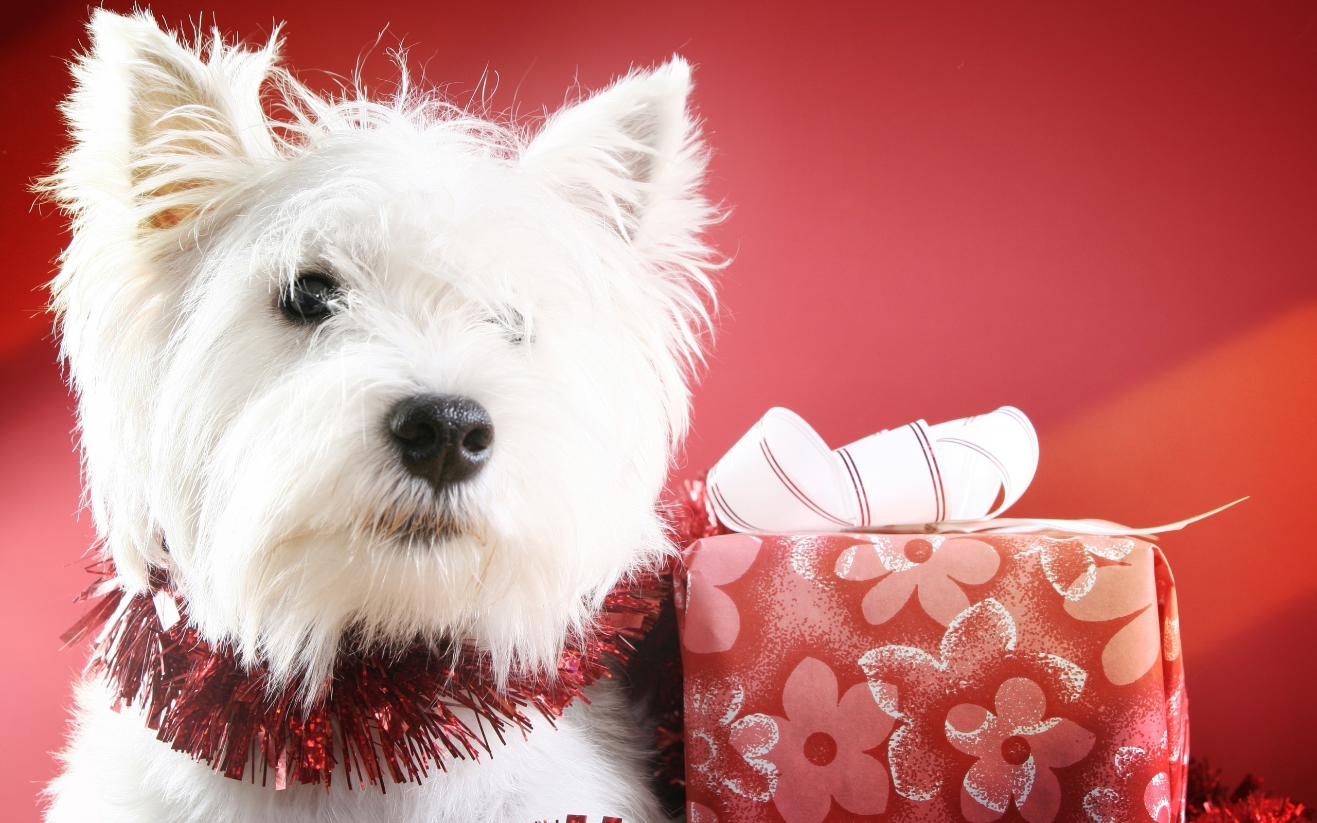 android animal, west highland white terrier, dog, gift, dogs