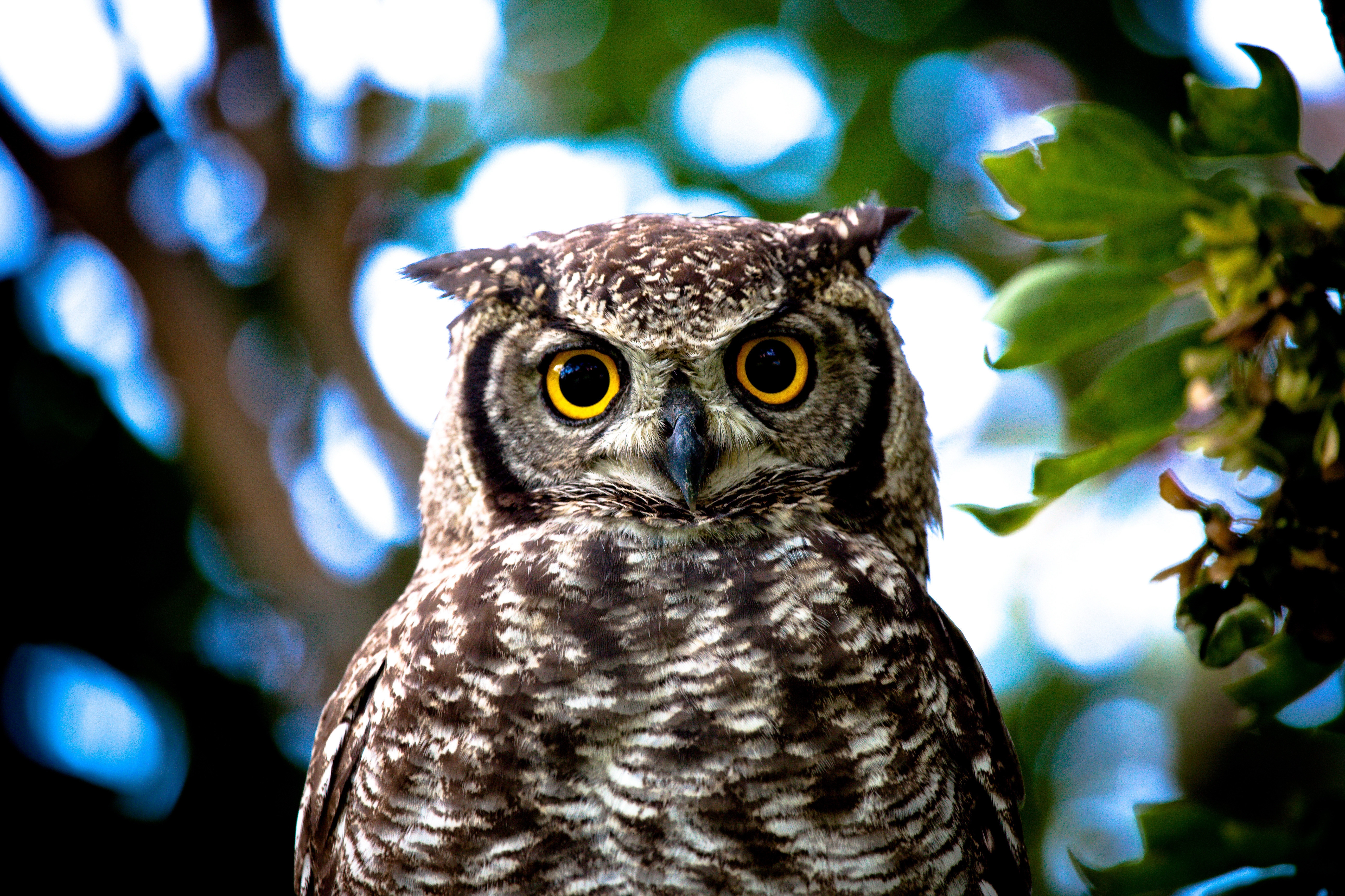 Download mobile wallpaper Yellow Eyes, Animals, Close Up, Owl for free.