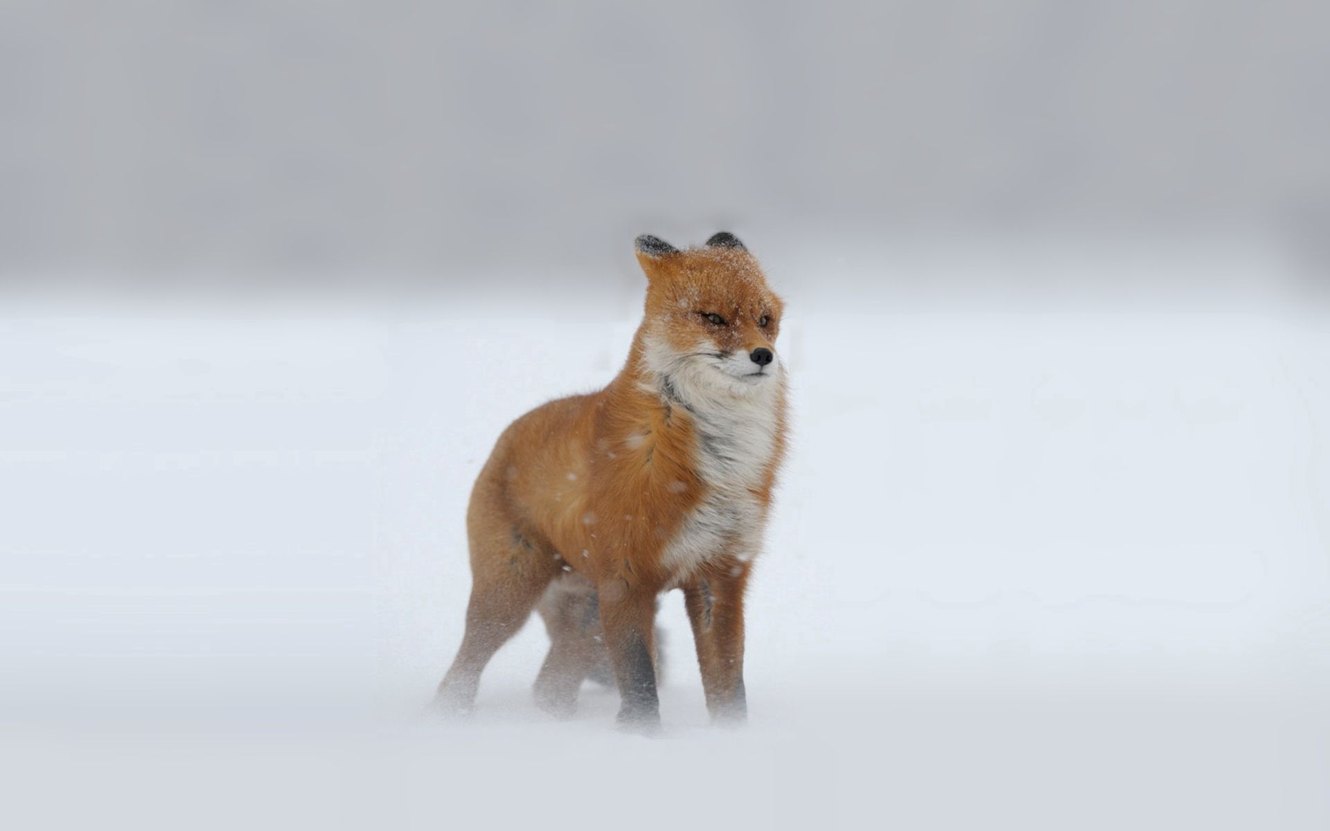 112366画像をダウンロード狐, 動物, 冬, 雪, 赤い, 赤毛, キツネ, 吹雪, ルックス-壁紙とスクリーンセーバーを無料で