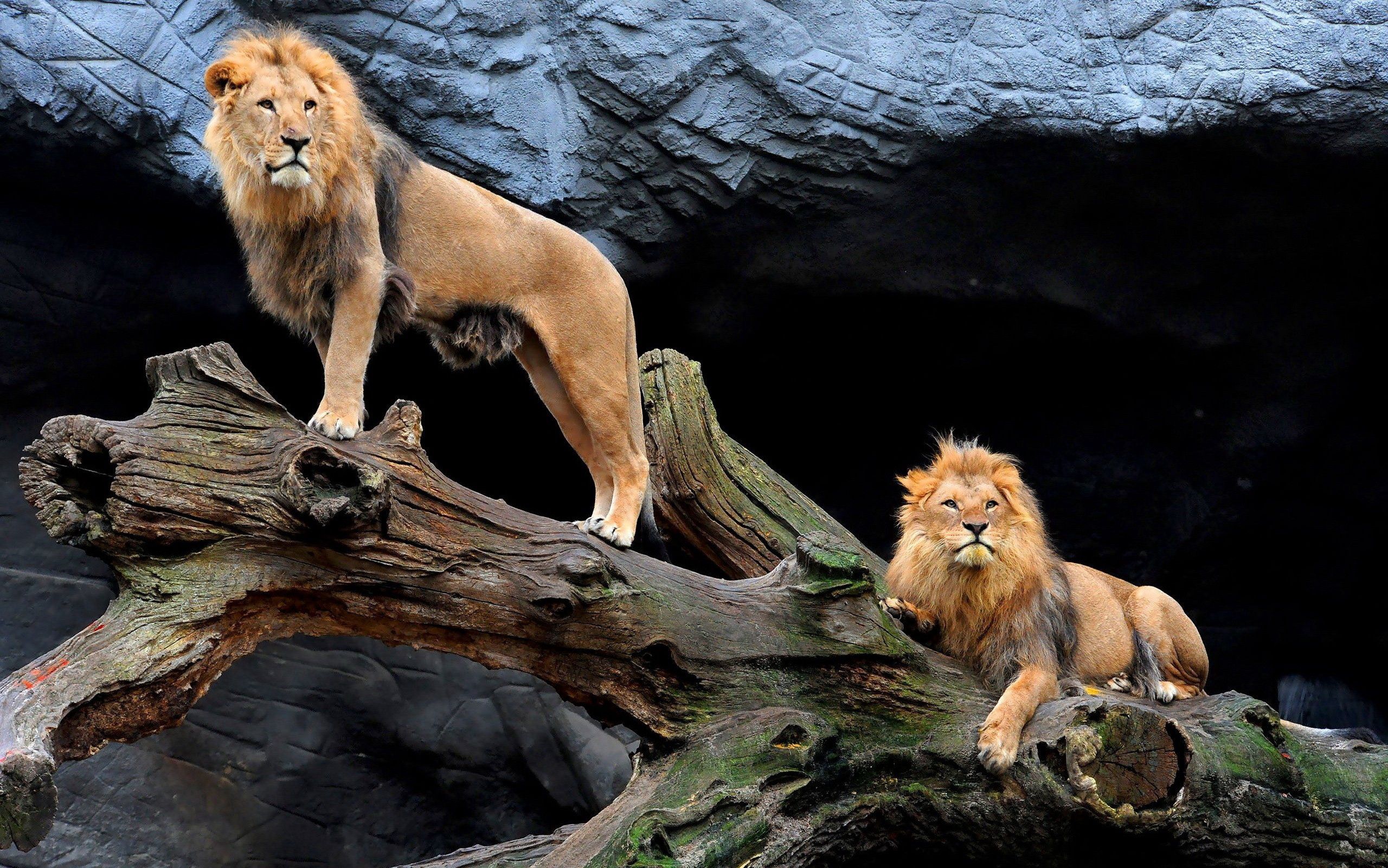 Download mobile wallpaper Wood, Sit, Animals, Tree, Pair, Couple, Lions for free.