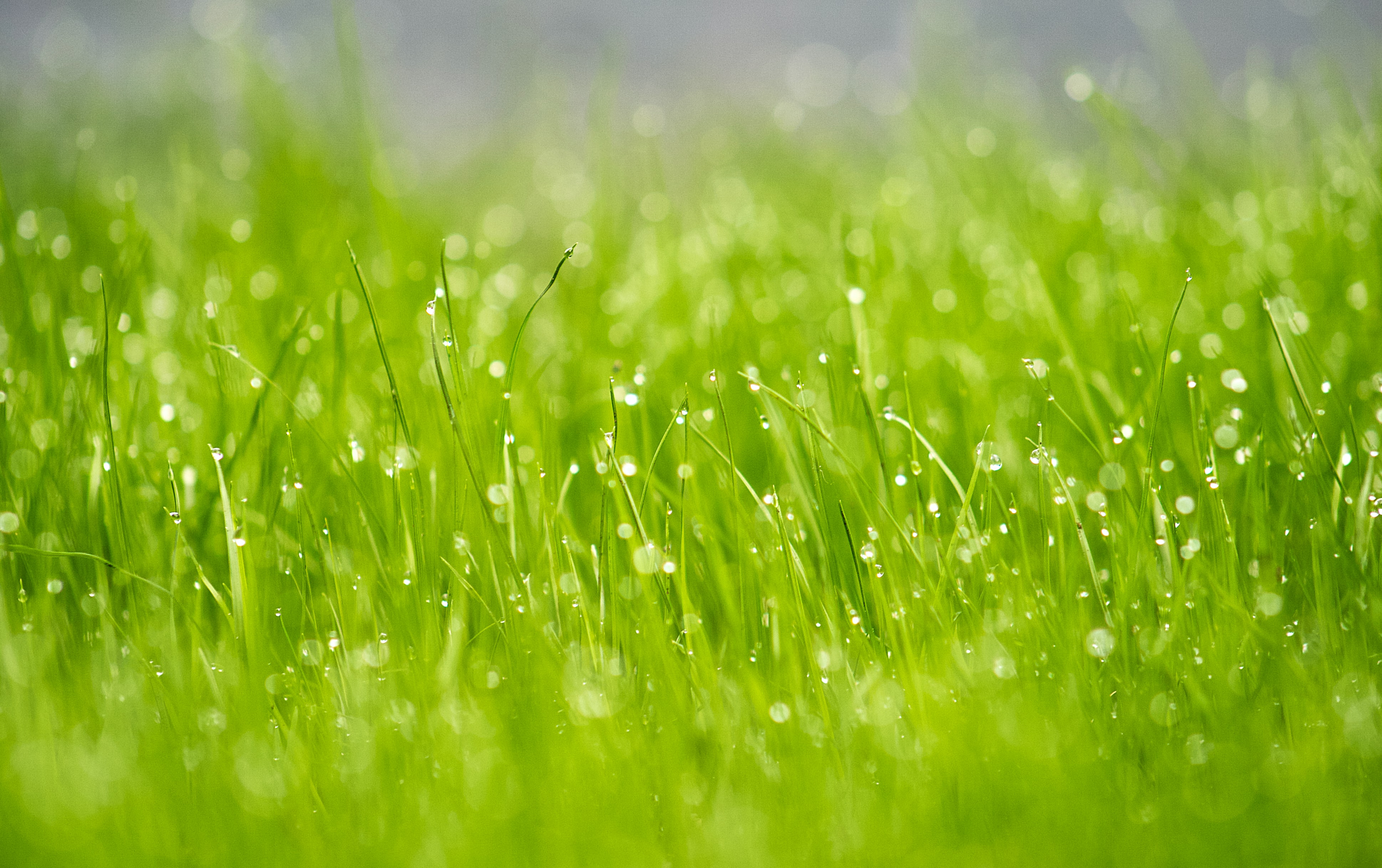 Свет свежесть. Сочная трава. Зеленая трава. Трава фон. Обои зелень.