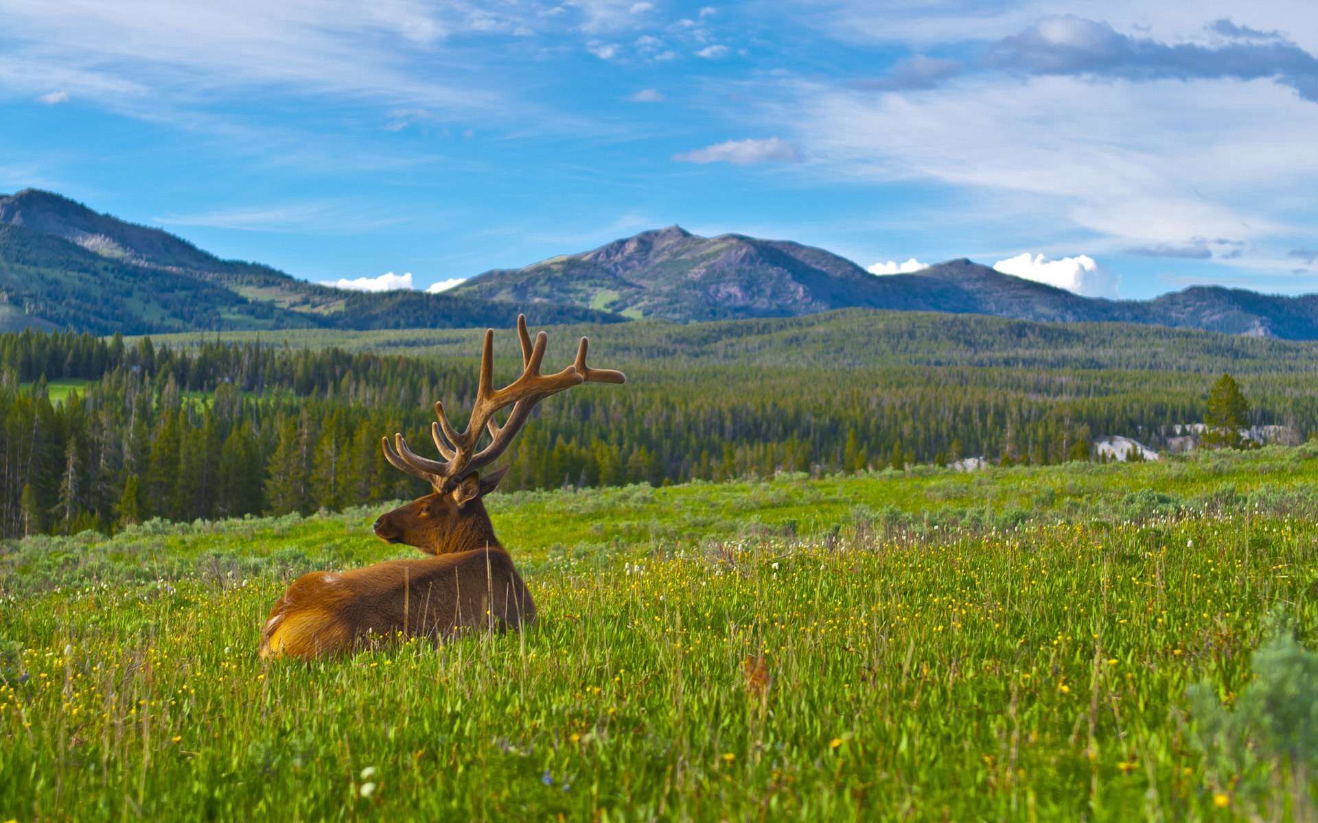 deer, horns, animals, landscape, grass, mountains cell phone wallpapers